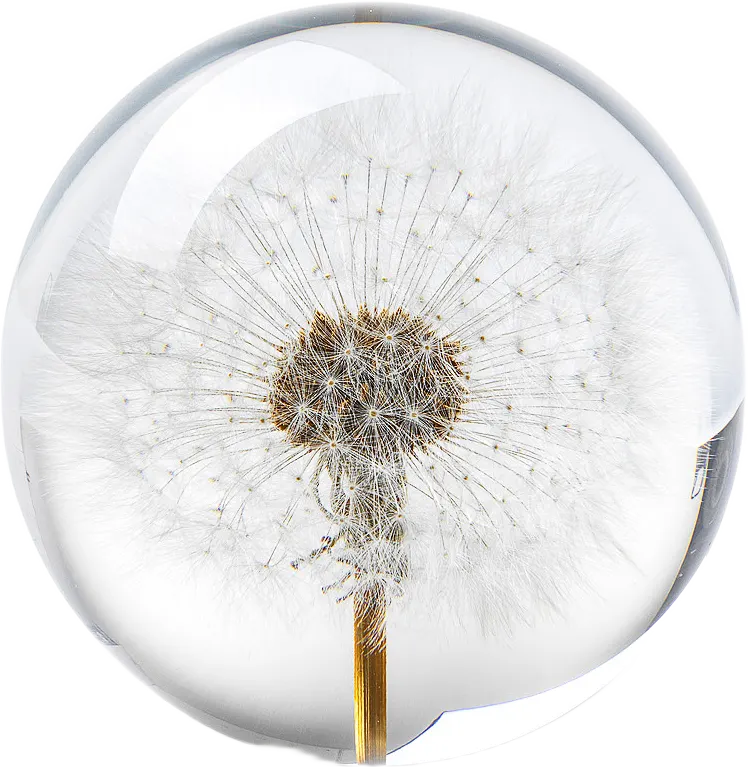 Dandelion Pappersvikt