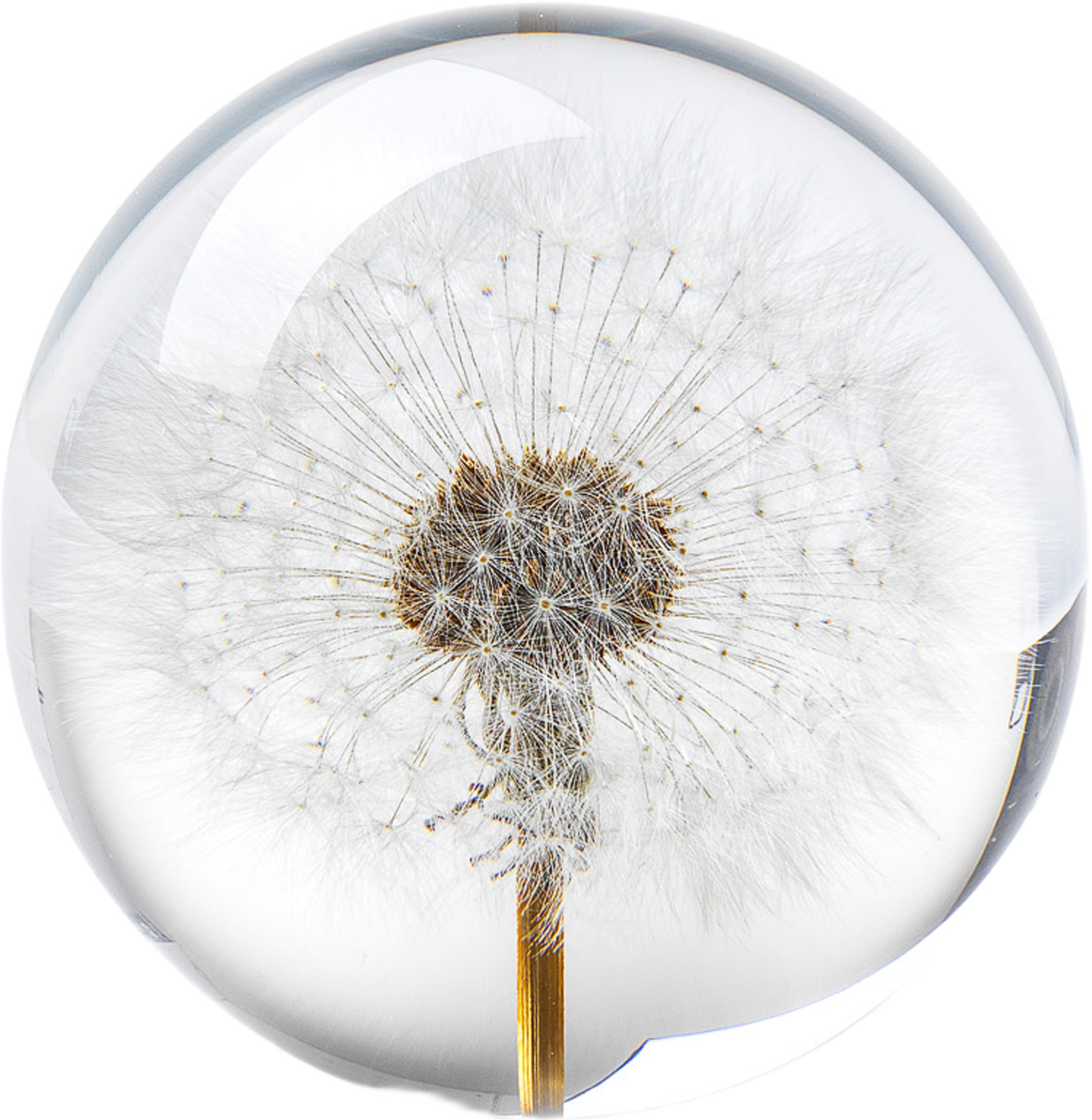 Dandelion Pappersvikt