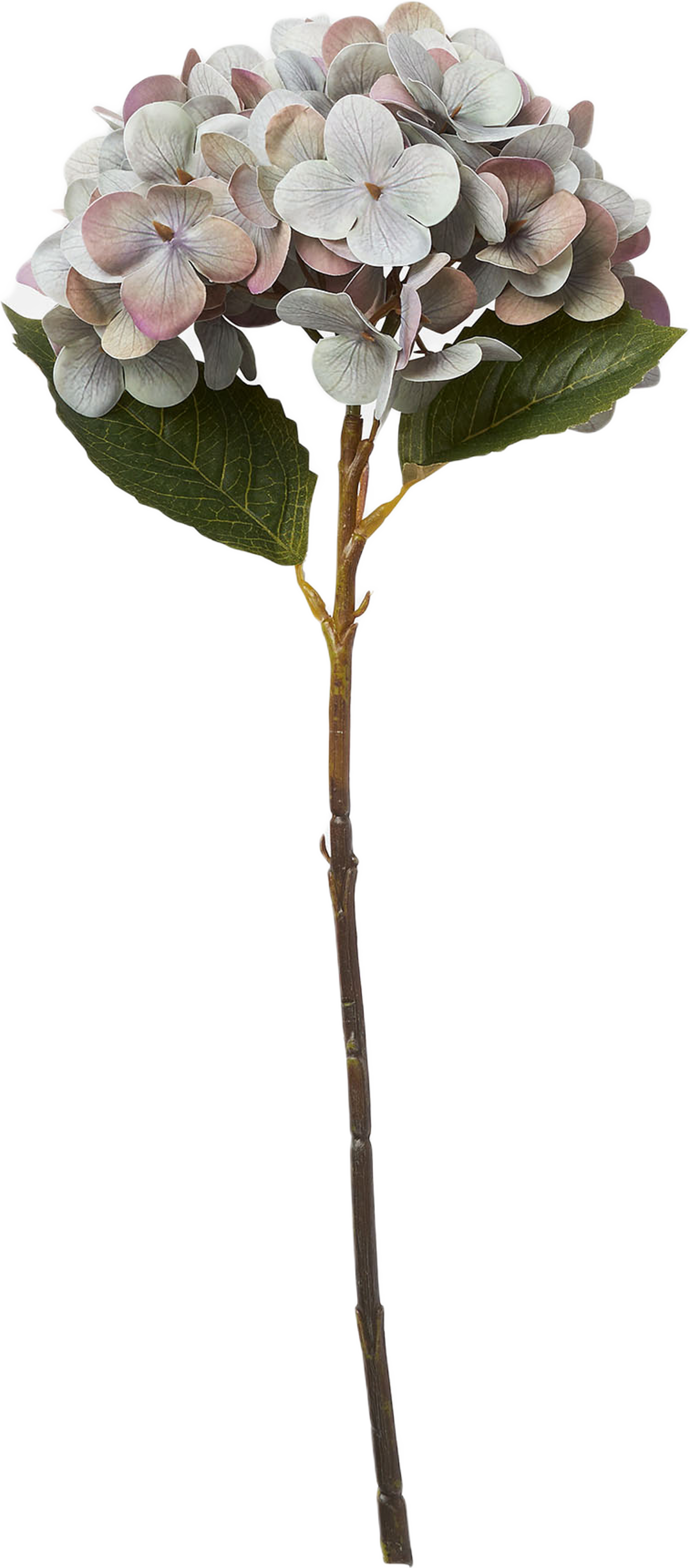 Konstväxt hortensia