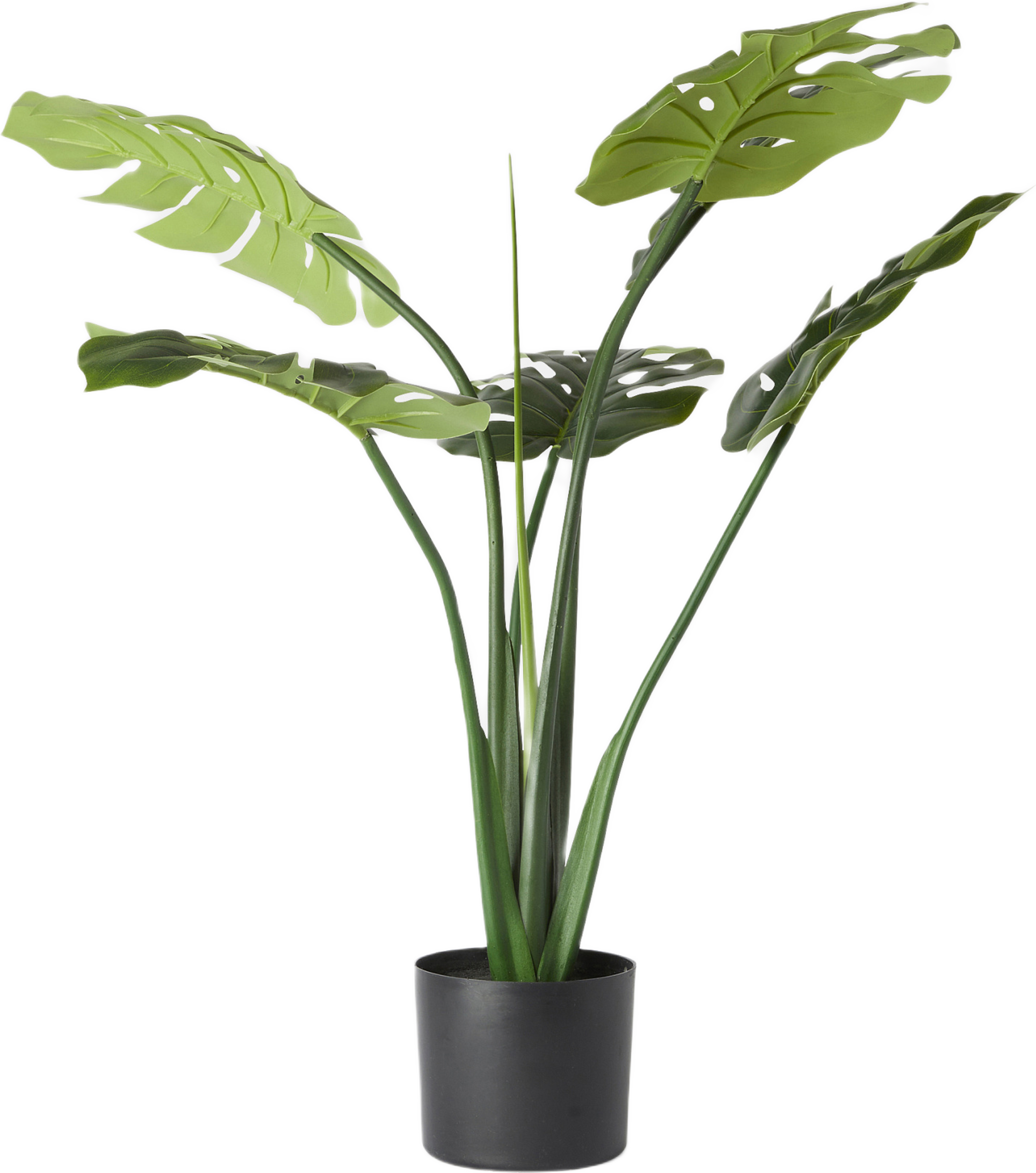Konstväxt monstera i kruka