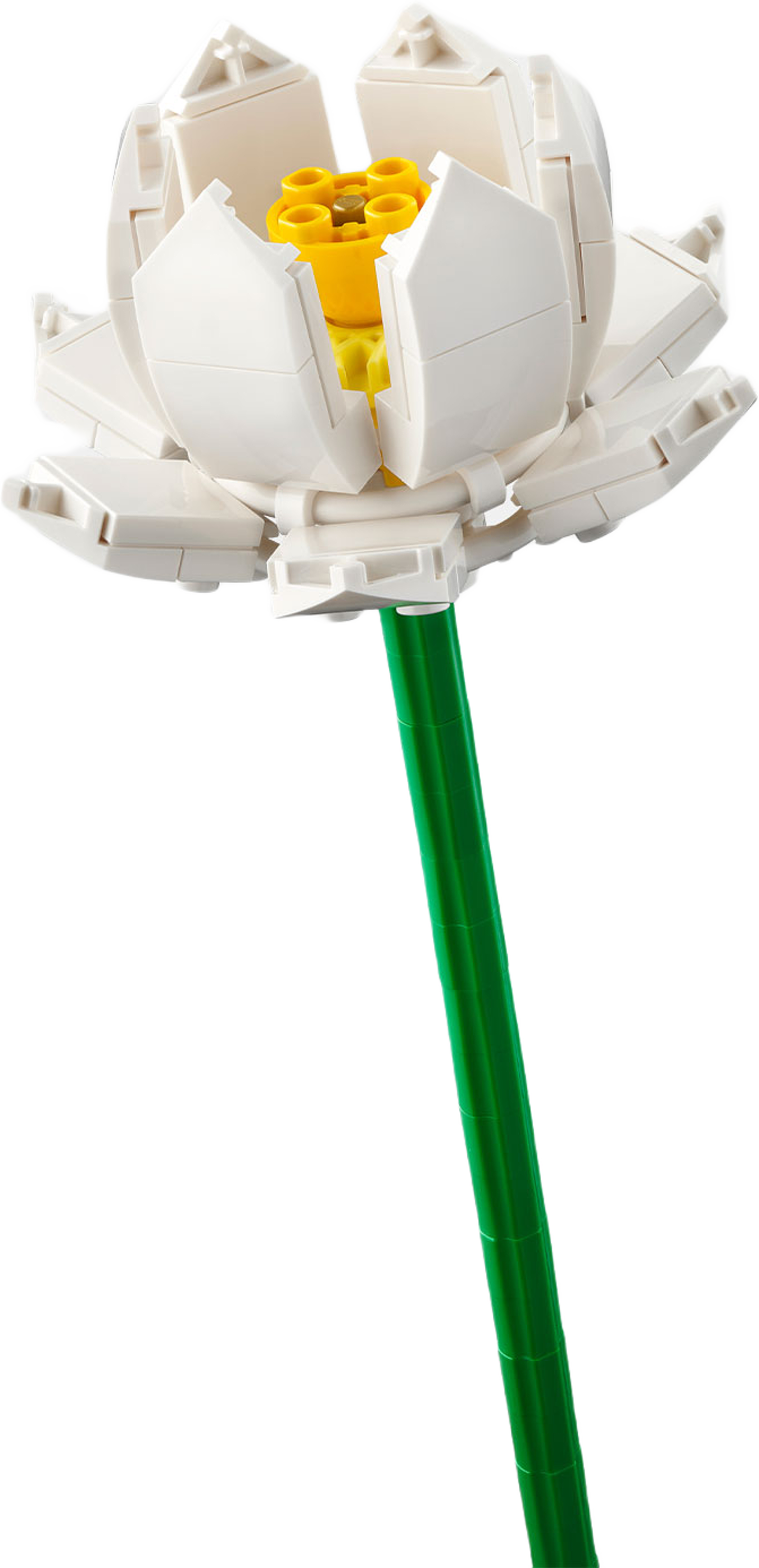 Lotusblommor 40647