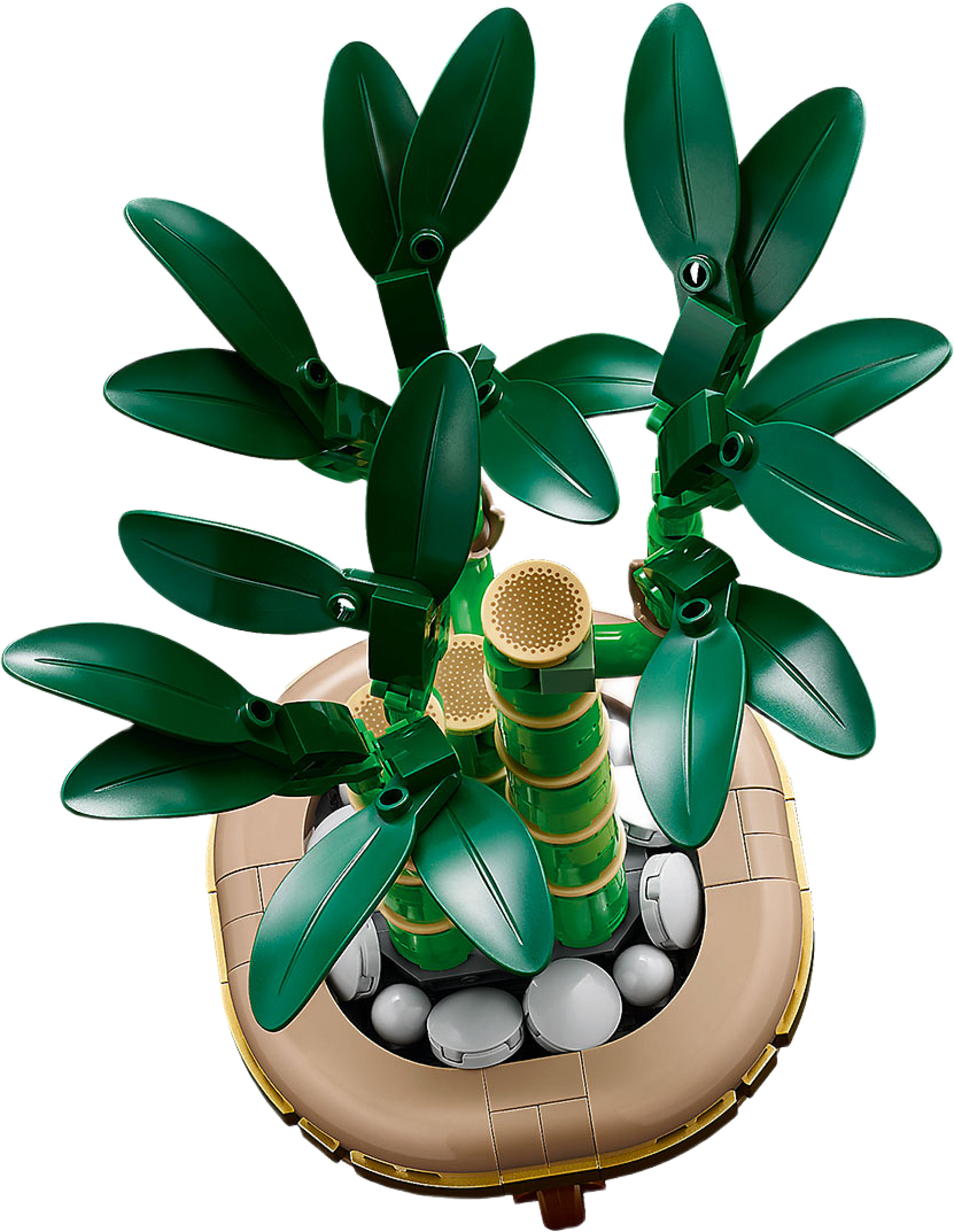 Bambudracena