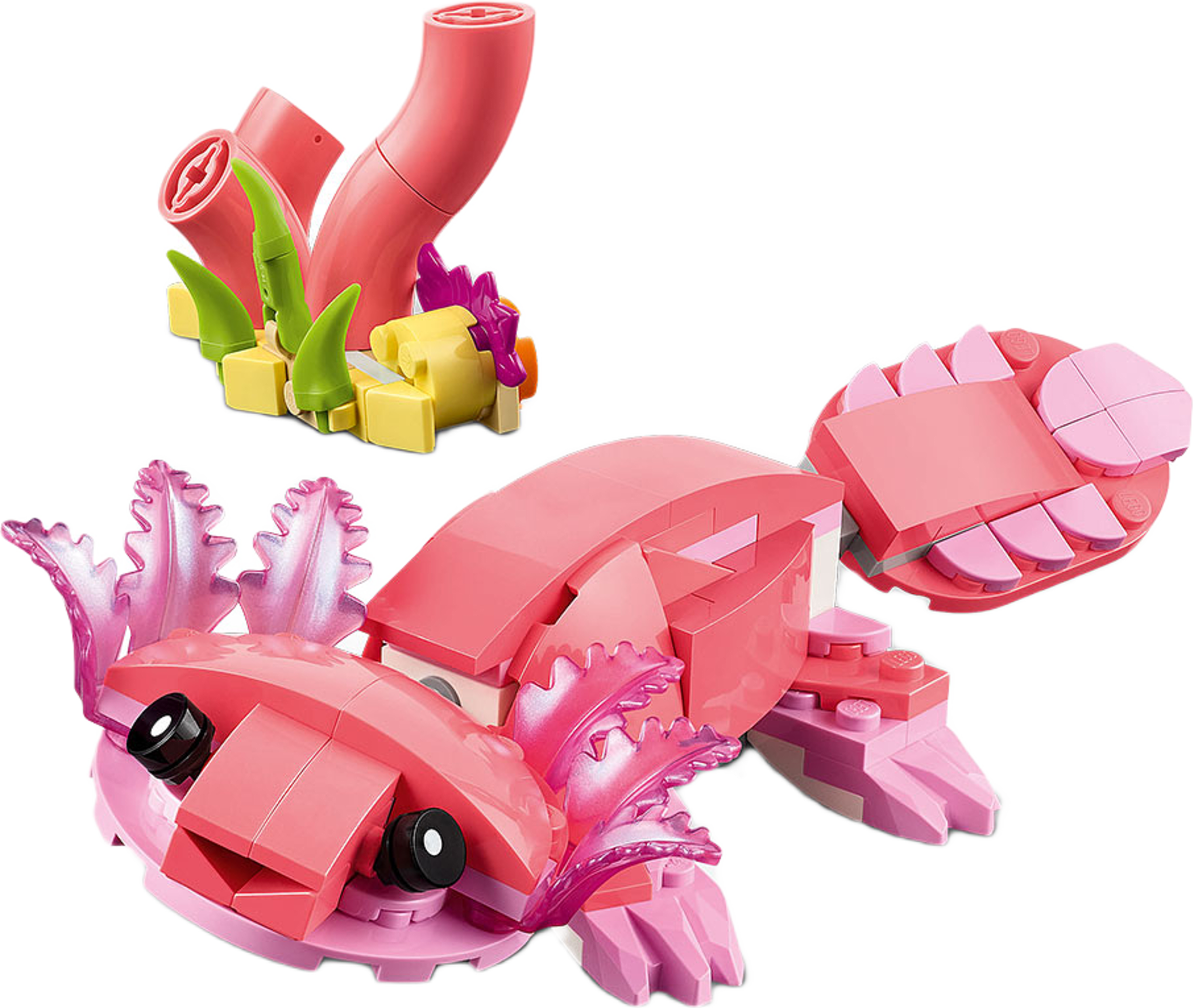 Vilda djur: Rosa flamingo