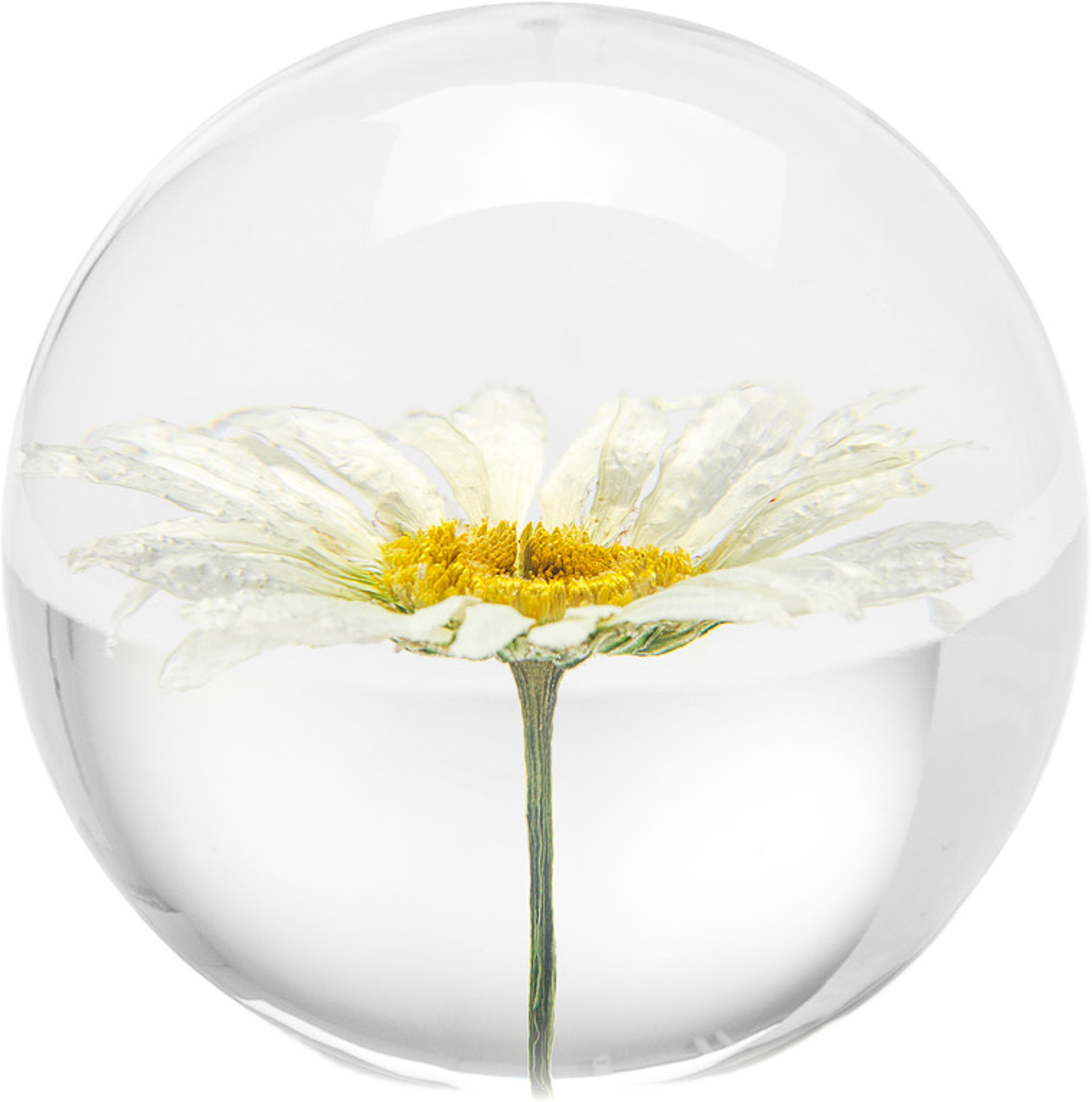 Daisy Pappersvikt