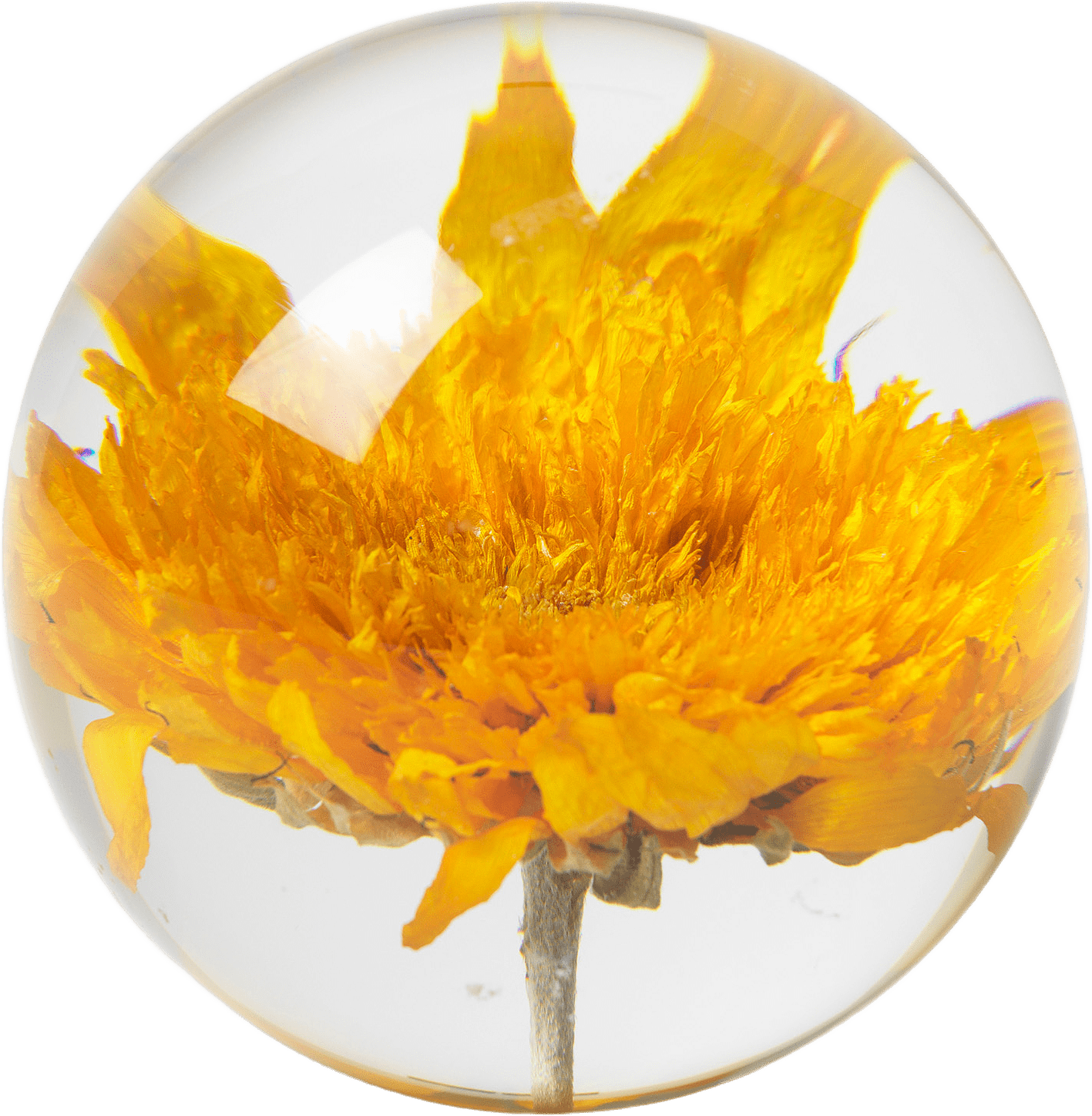 Dahlia Pappersvikt, Brevtyngd, från In Flore, i färgen Gul.