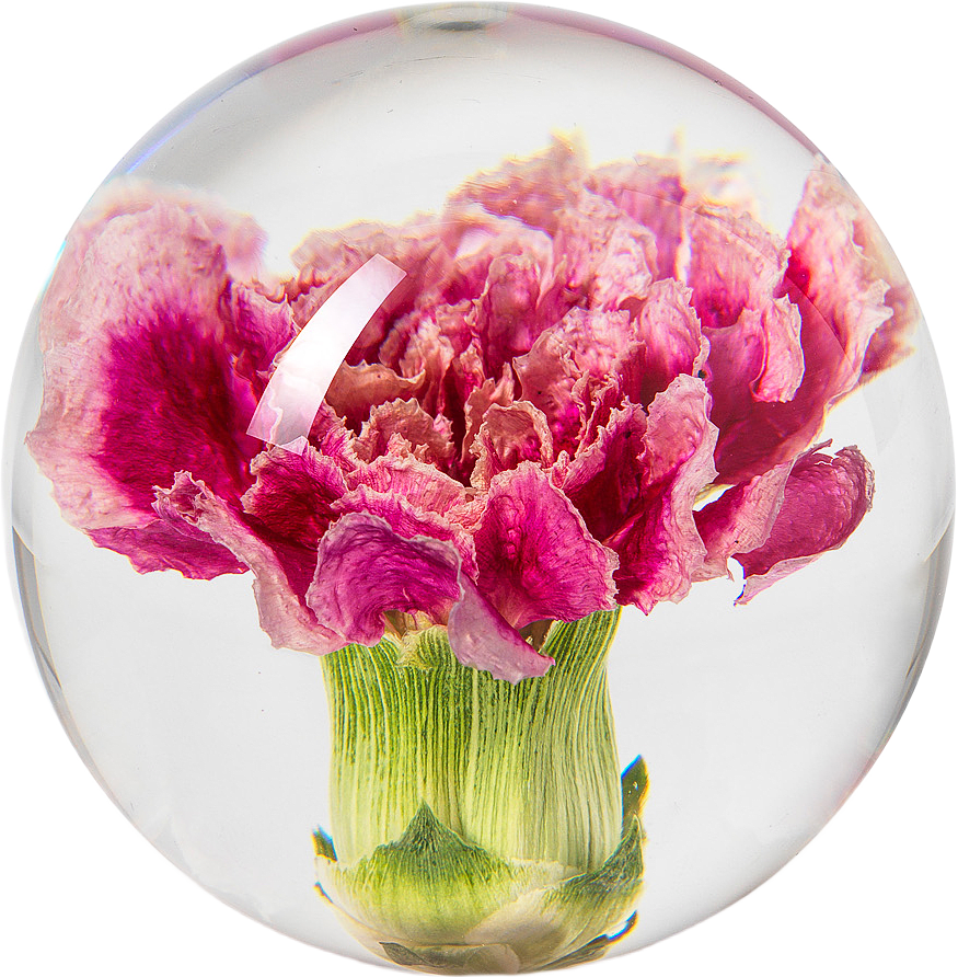 Carnation Pappersvikt