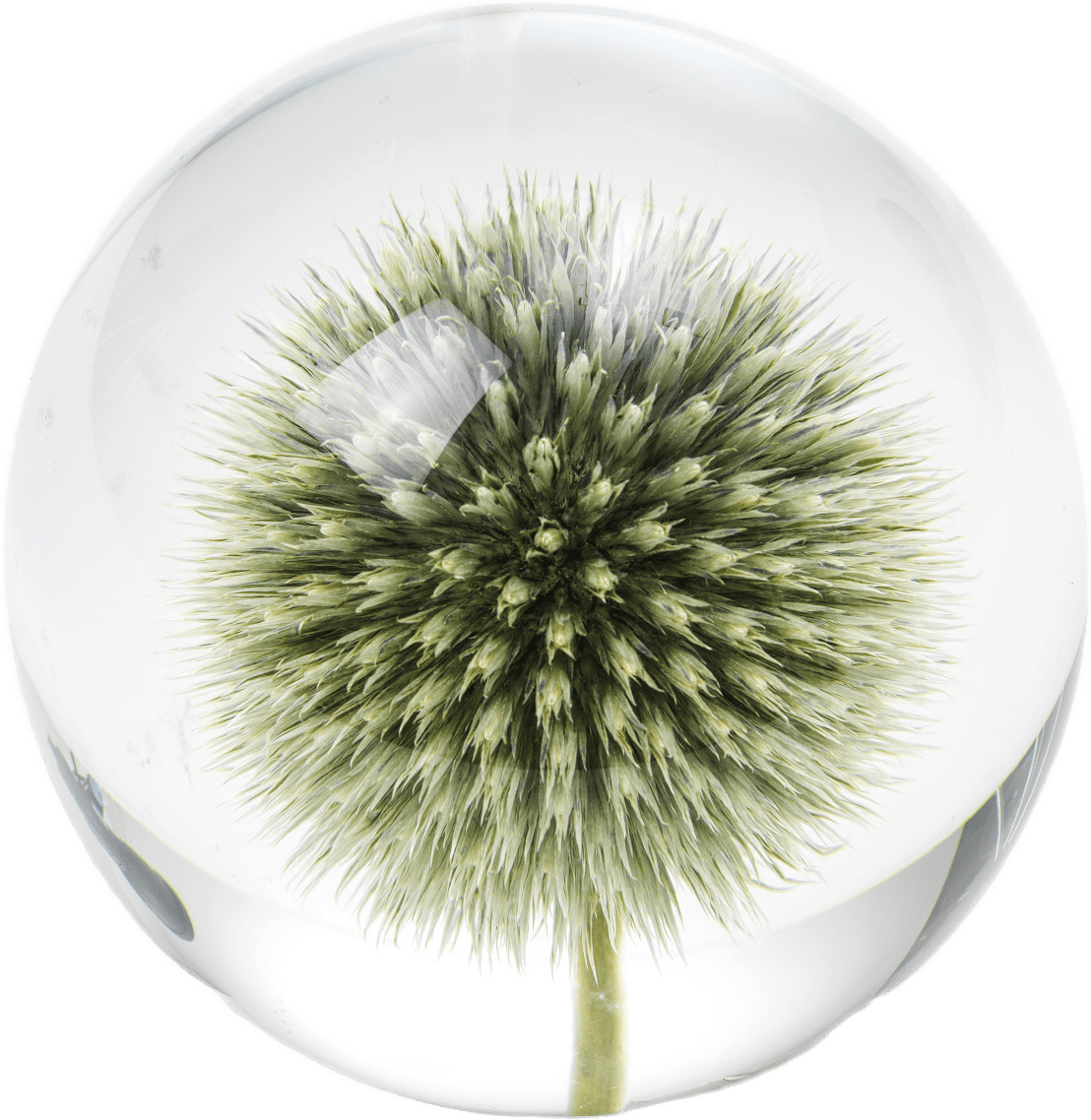 Tistel Pappersvikt, från In Flore, i färgen grön.