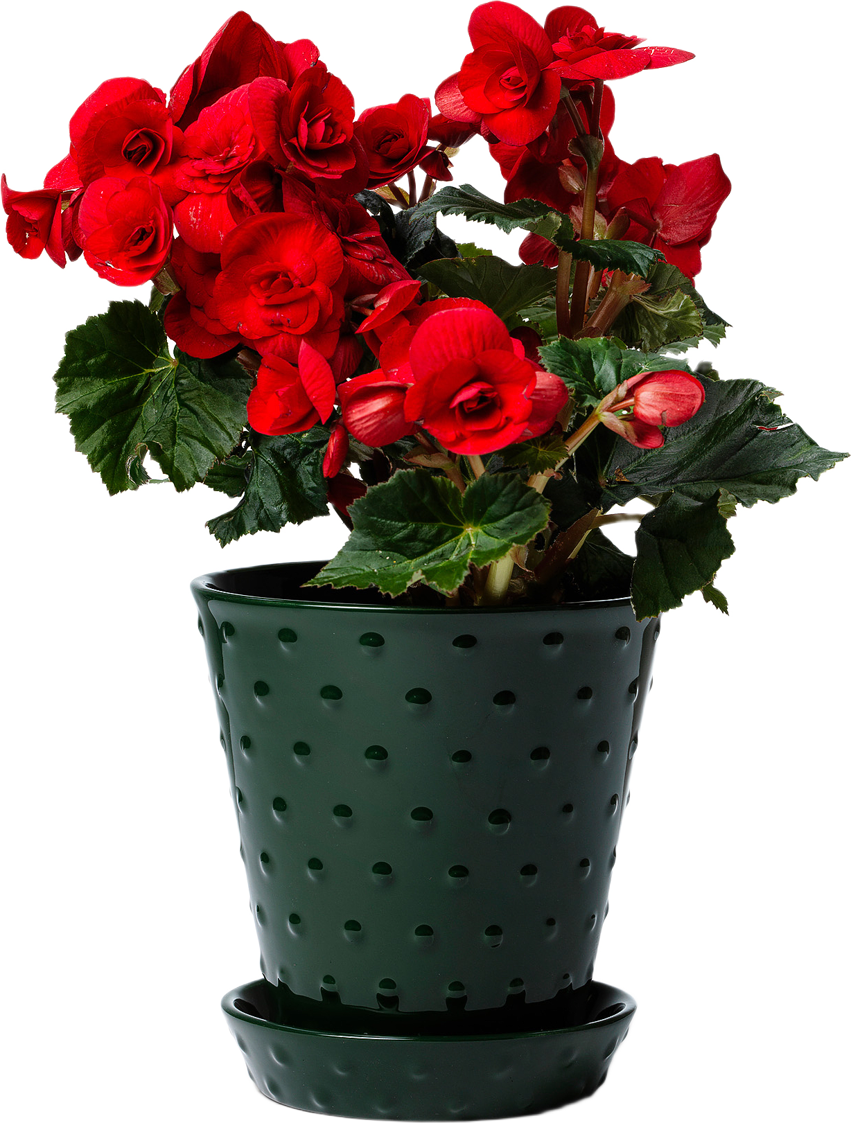 Astrid Blomkruka Och Fat, 15 cm, från In Flore, i färgen mörk grön.