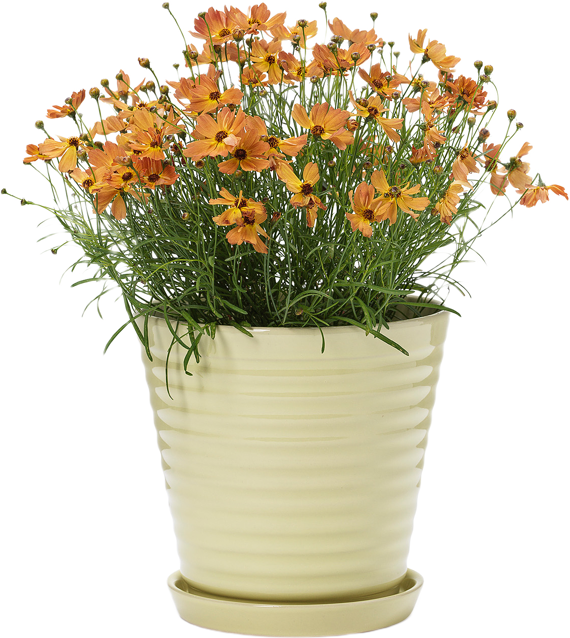 Lena Blomkruka Och Fat, från In Flore, i färgen gul.