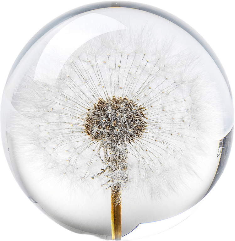 Dandelion Pappersvikt, från In Flore, i färgen vit.