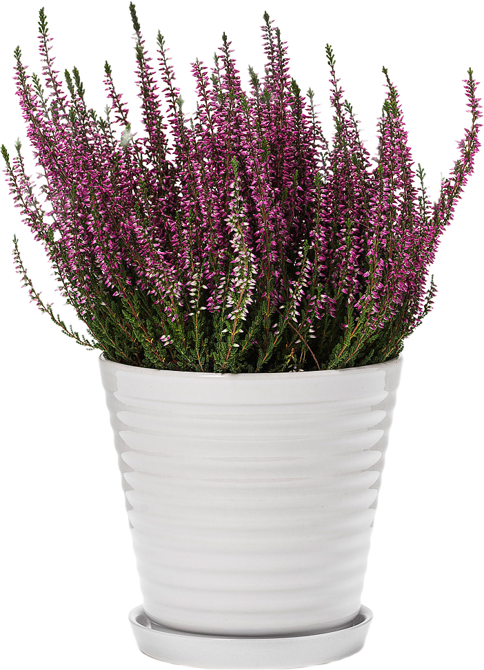 Lena Blomkruka Och Fat, från In Flore, i färgen vit.