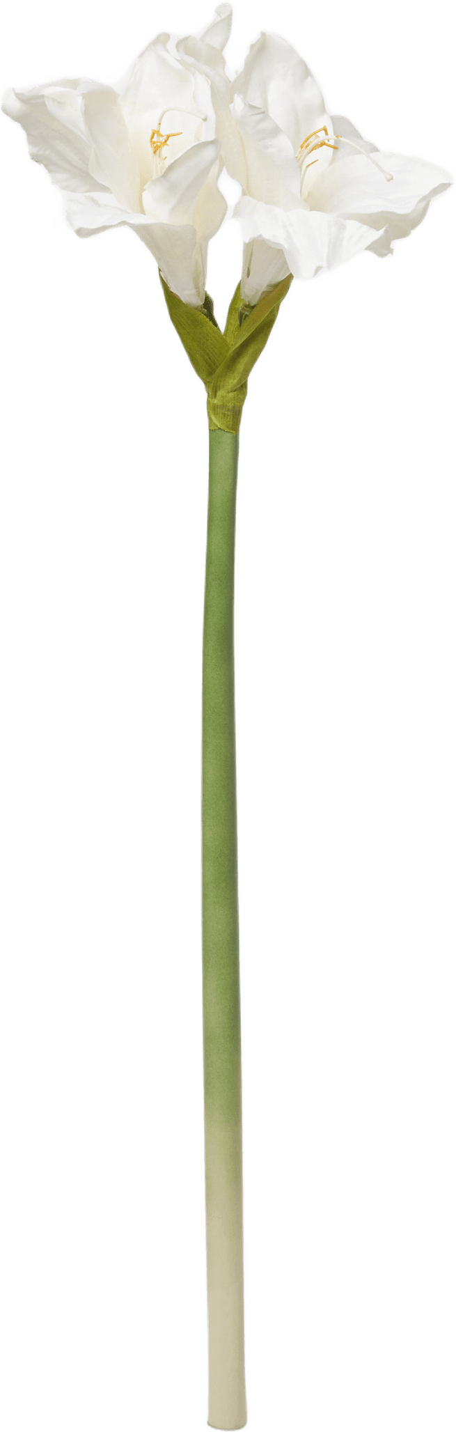 Konstväxt amaryllis