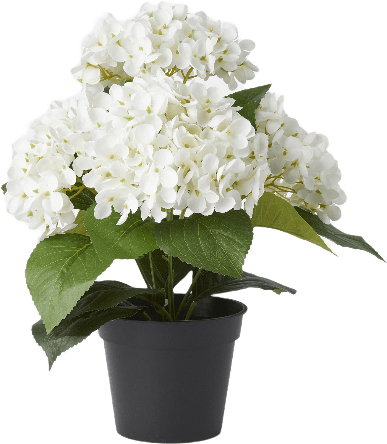 Konstväxt hortensia i kruka