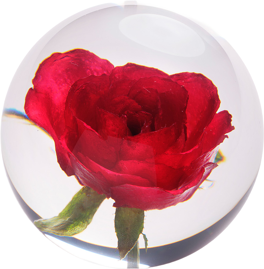 Rose Pappersvikt, från In Flore, i färgen röd.