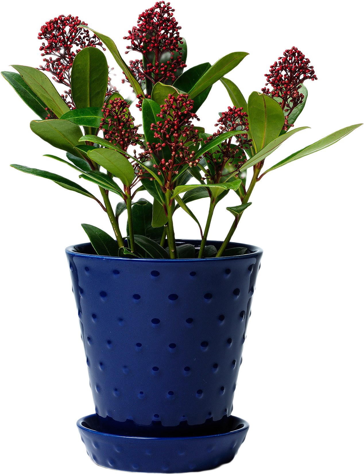 Astrid Blomkruka Och Fat, från In Flore, i färgen cobalt blå.