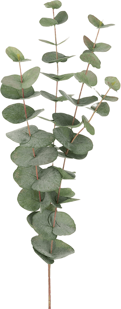 Eucalyptus 60 cm
