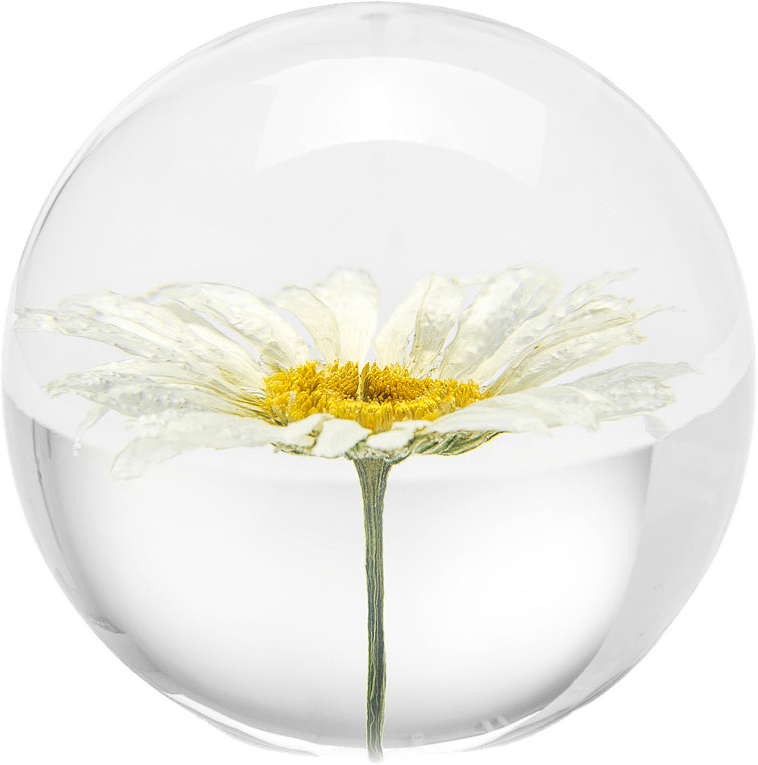 Daisy Pappersvikt, från In Flore, i färgen vit.