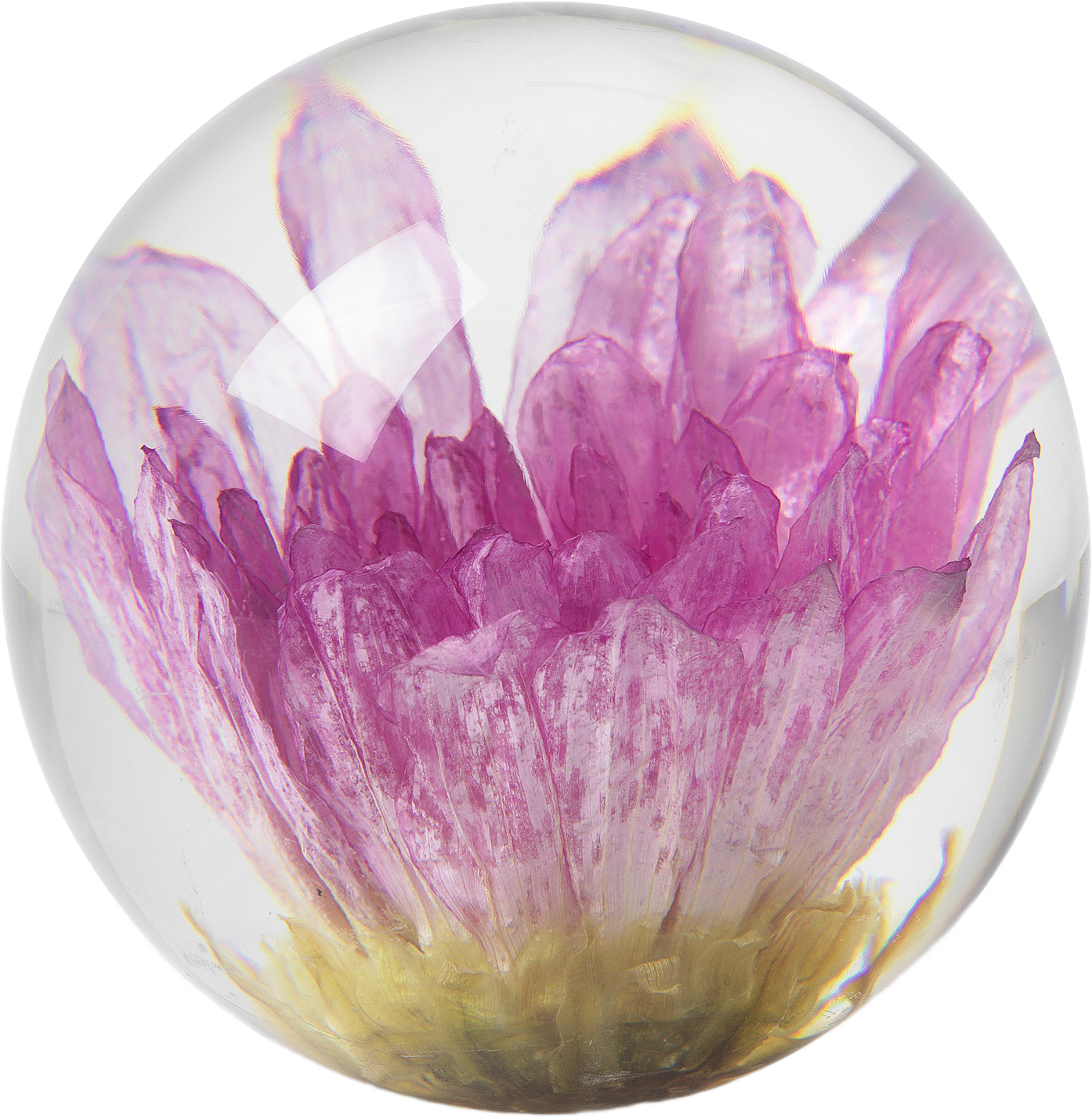 Dahlia Pappersvikt, Brevtyngd, från In Flore, i färgen Rosa.