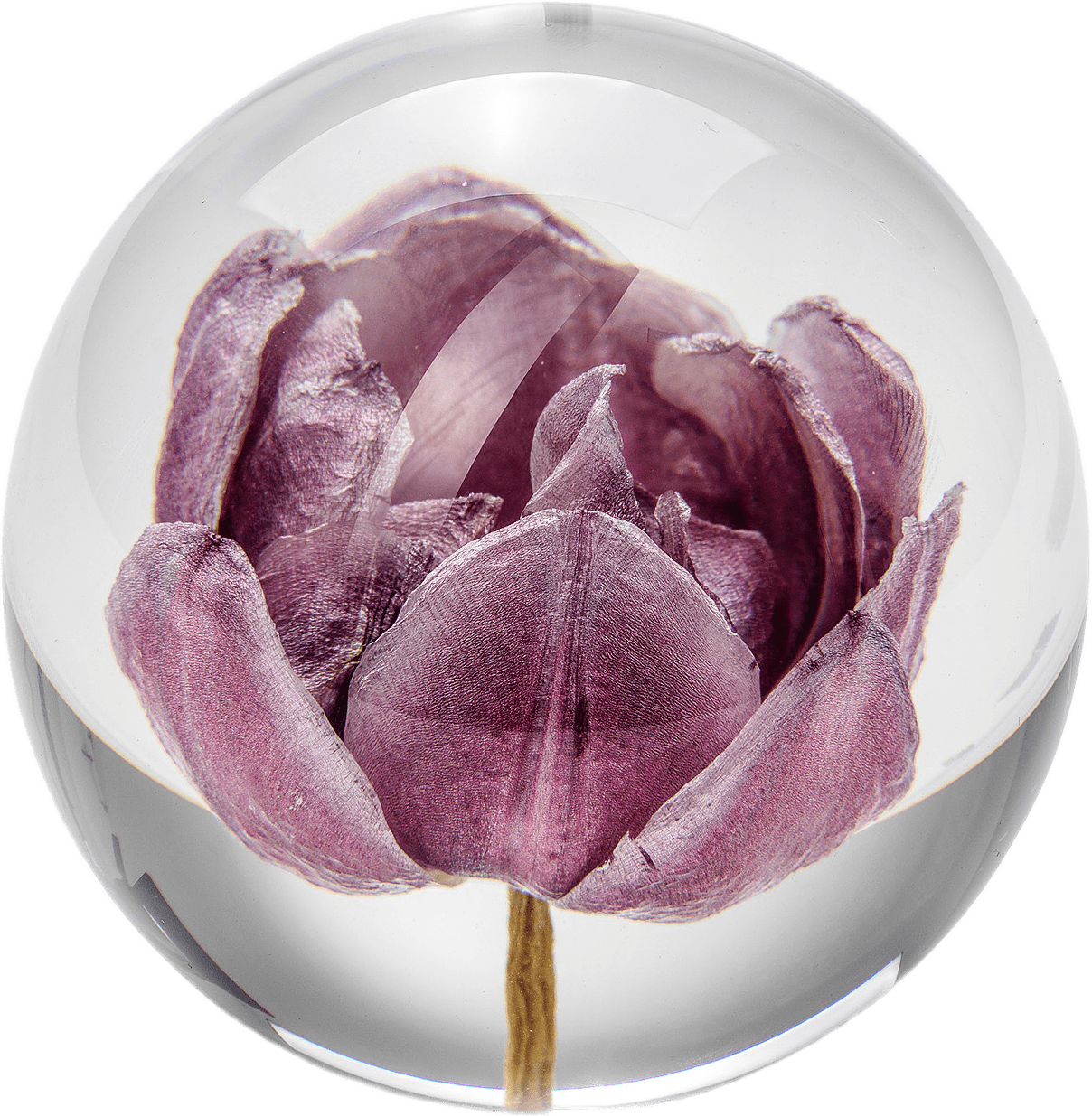 Tulpan Pappersvikt, från In Flore, i färgen lila.