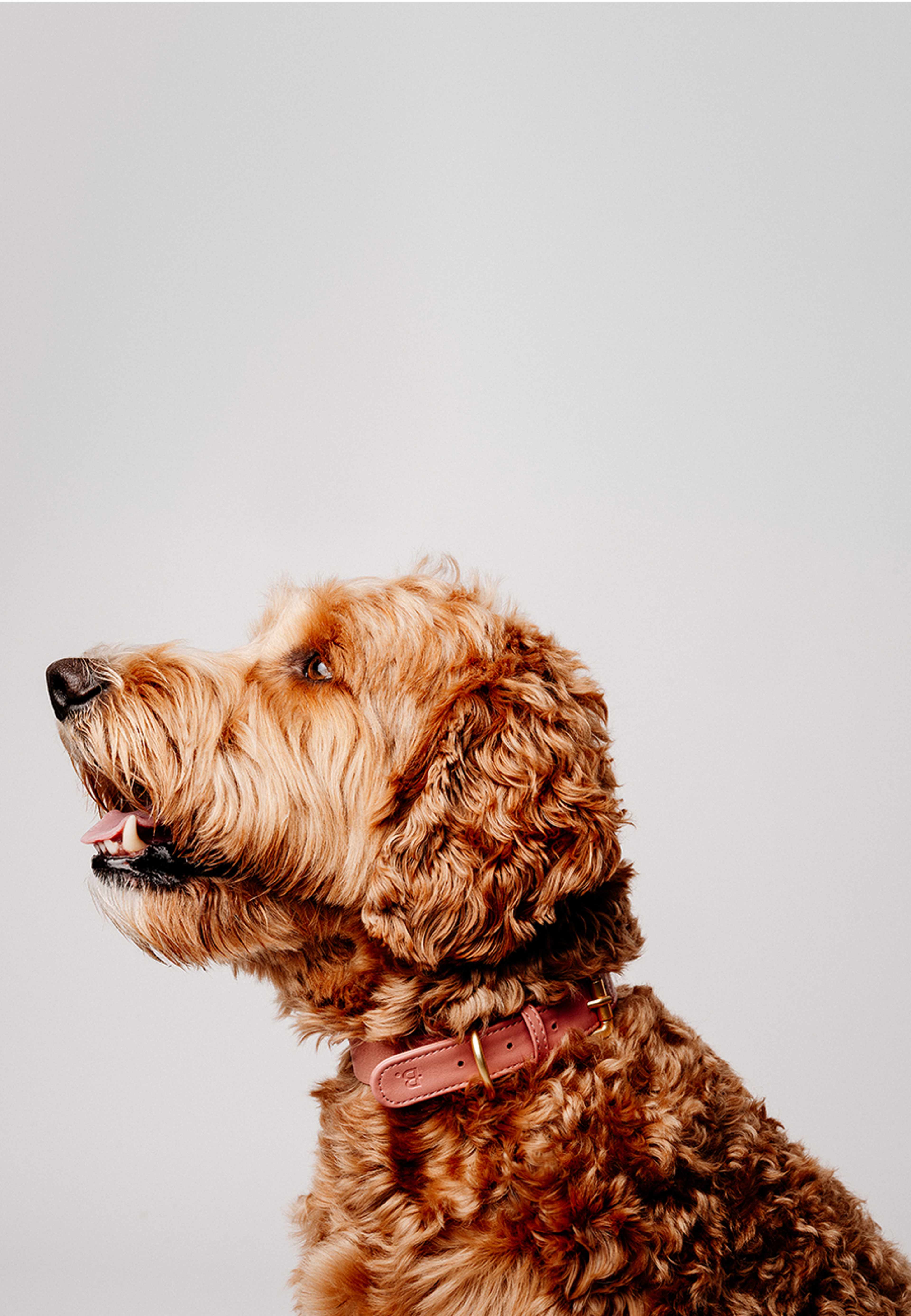 Veganskt Läder Hundhalsband
