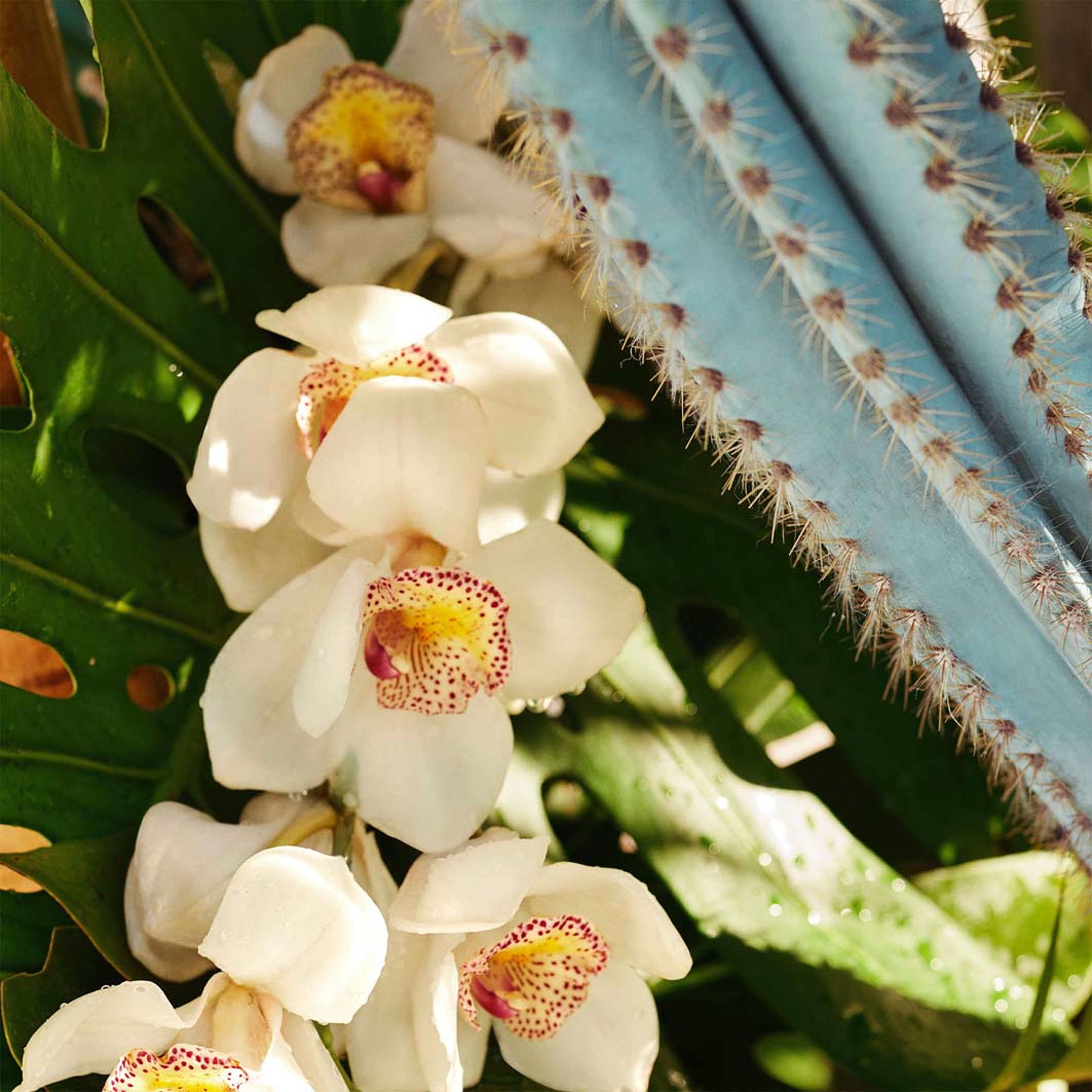 Limited Edition Perfume Mist Refresco Paraiso, från Sol de Janeiro. Klicka för att öppna bilden i stort format