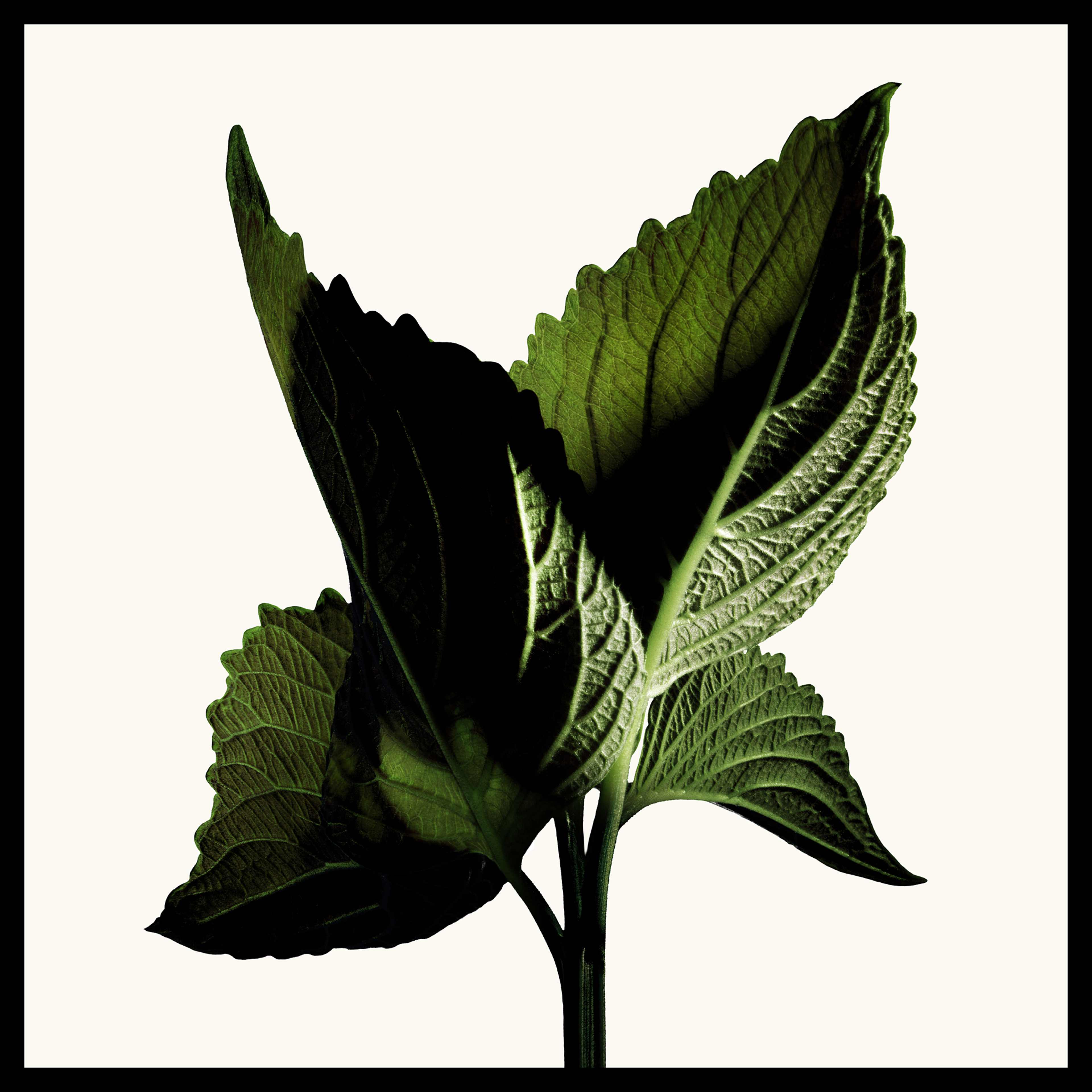 Black Orchid Reserve, från Tom Ford. Klicka för att öppna bilden i stort format