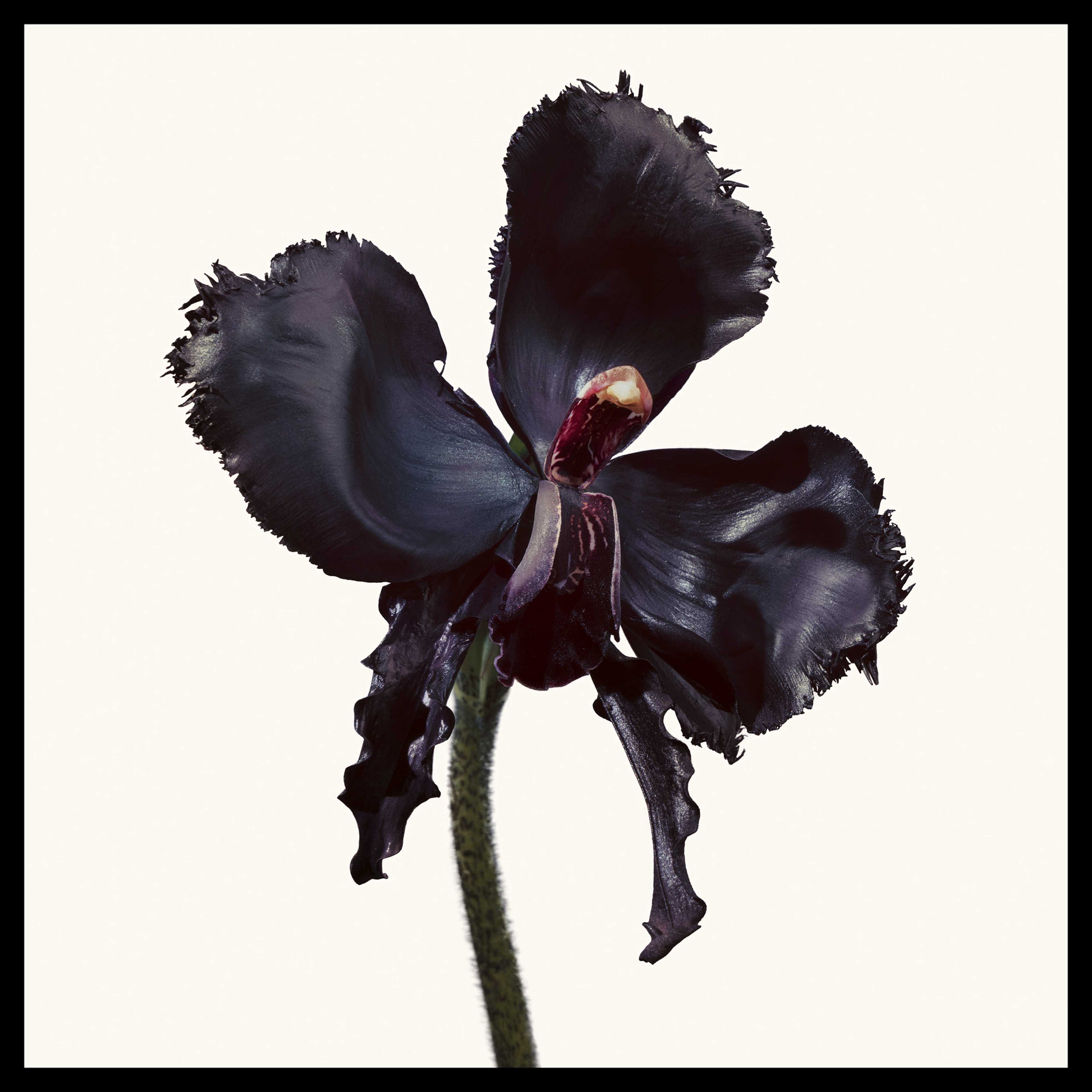 Black Orchid Reserve, från Tom Ford. Klicka för att öppna bilden i stort format