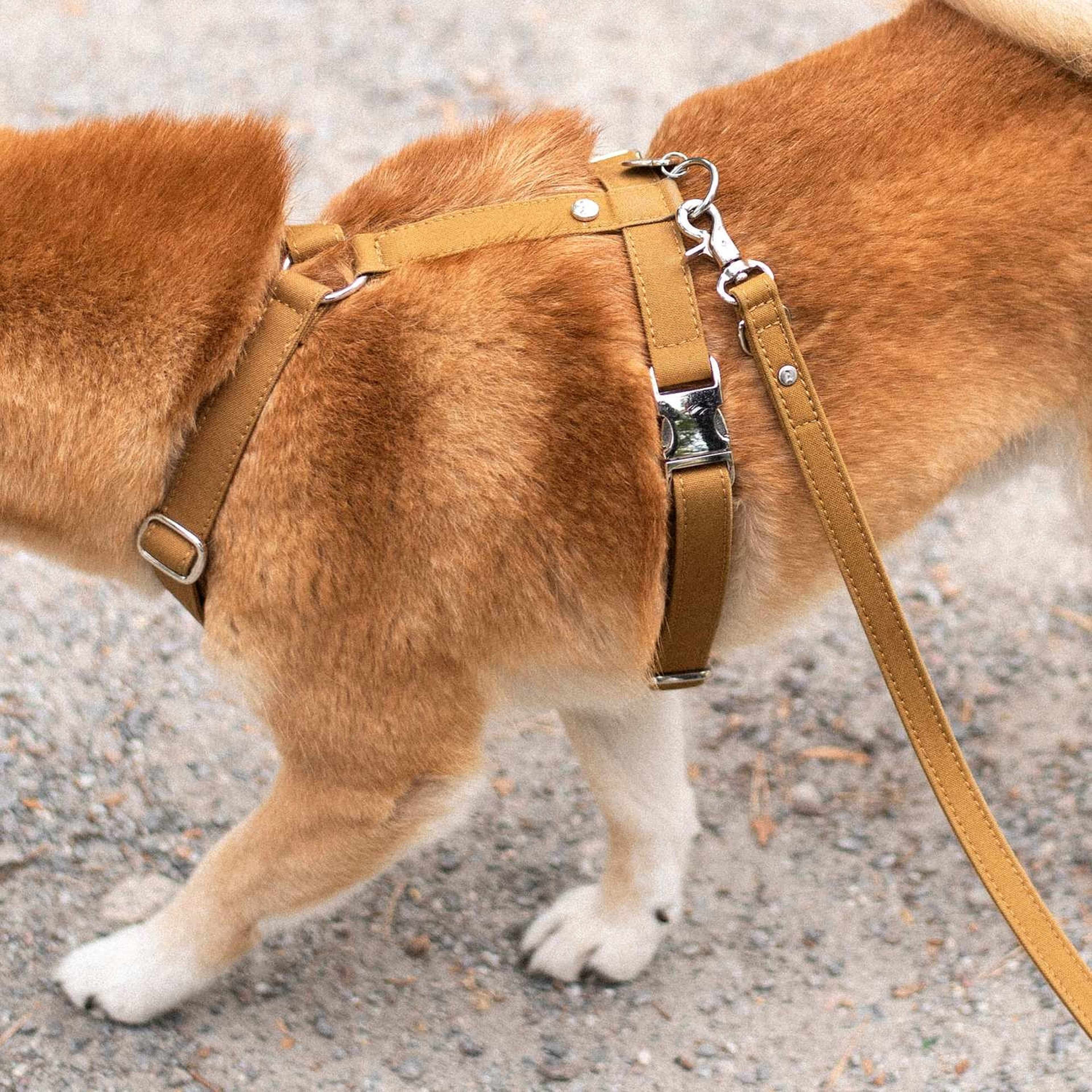 Hundsele Signature Go Chocolate - Denjo Dogs