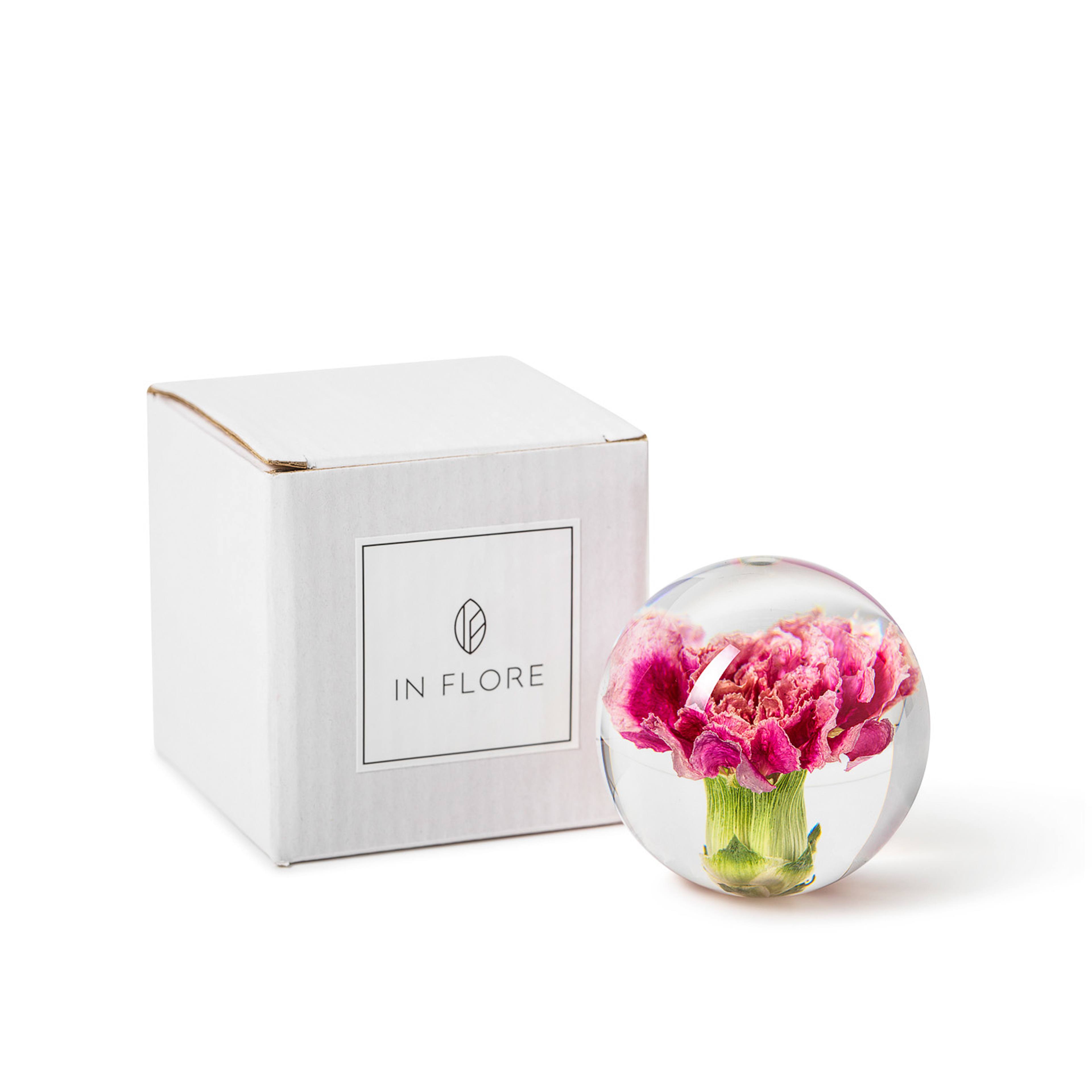 Carnation Pappersvikt