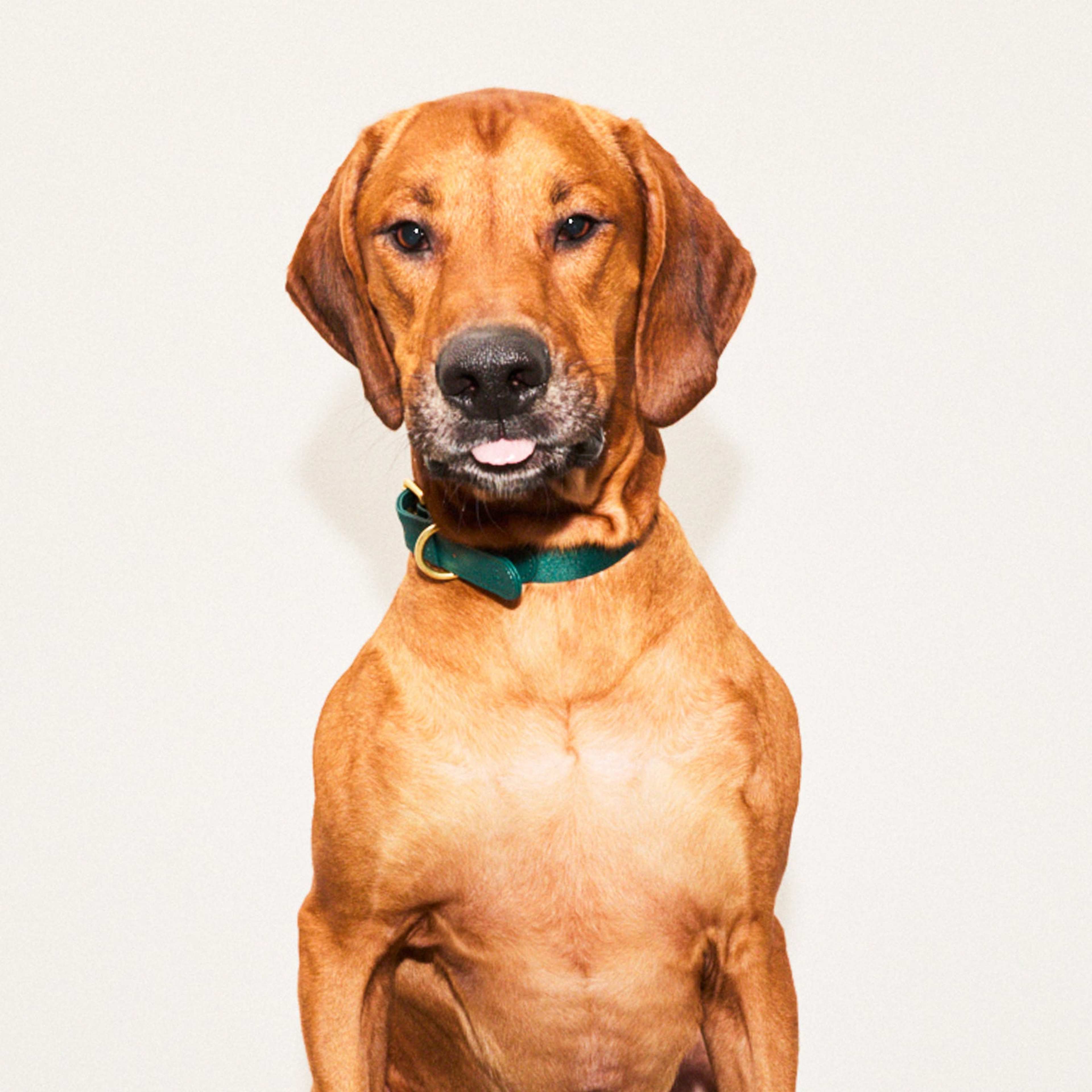 Veganskt Läder Hundhalsband
