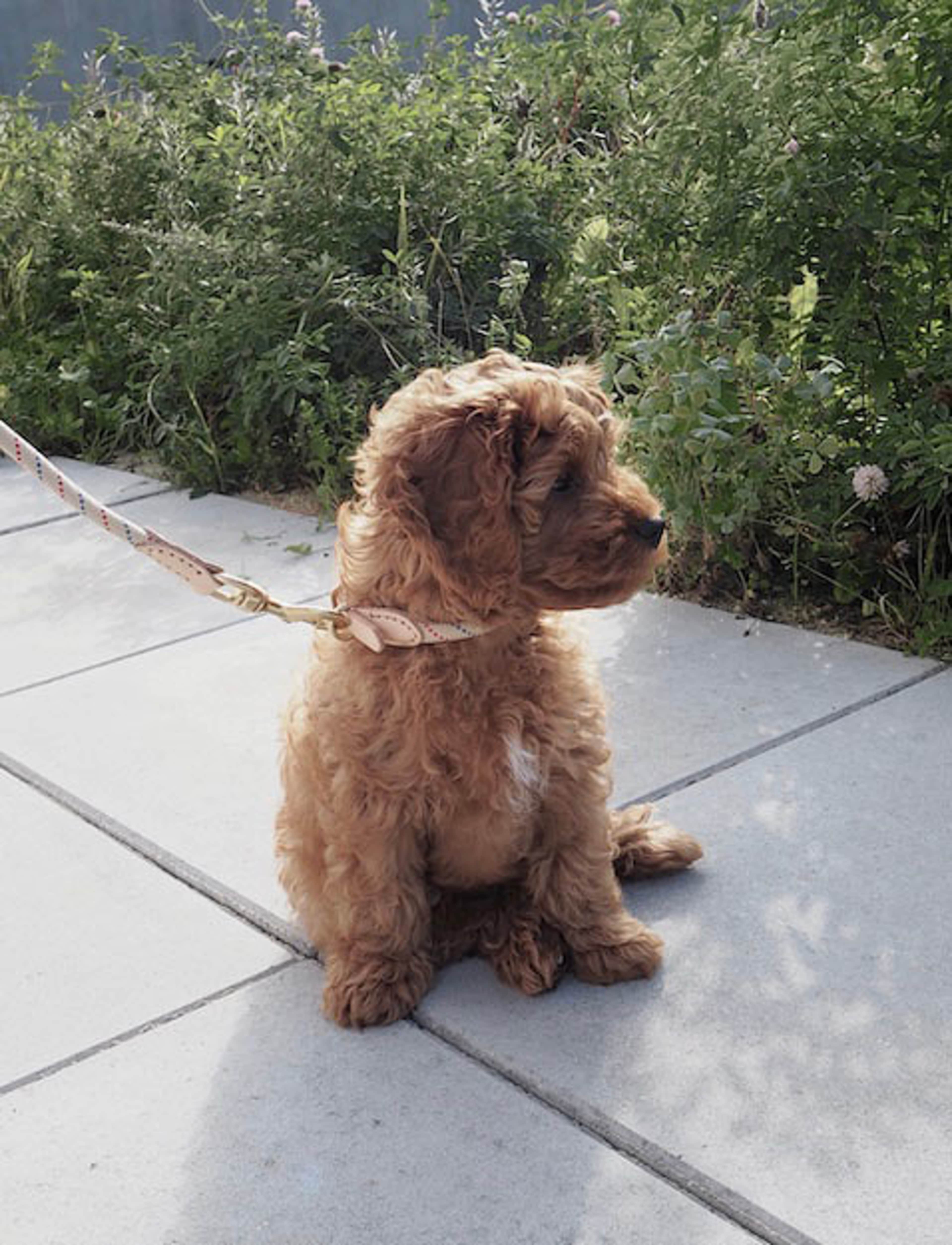 Perry Dog Collar - Extra Large, från OYOY Living, i färgen mellow. Klicka för att öppna bilden i stort format