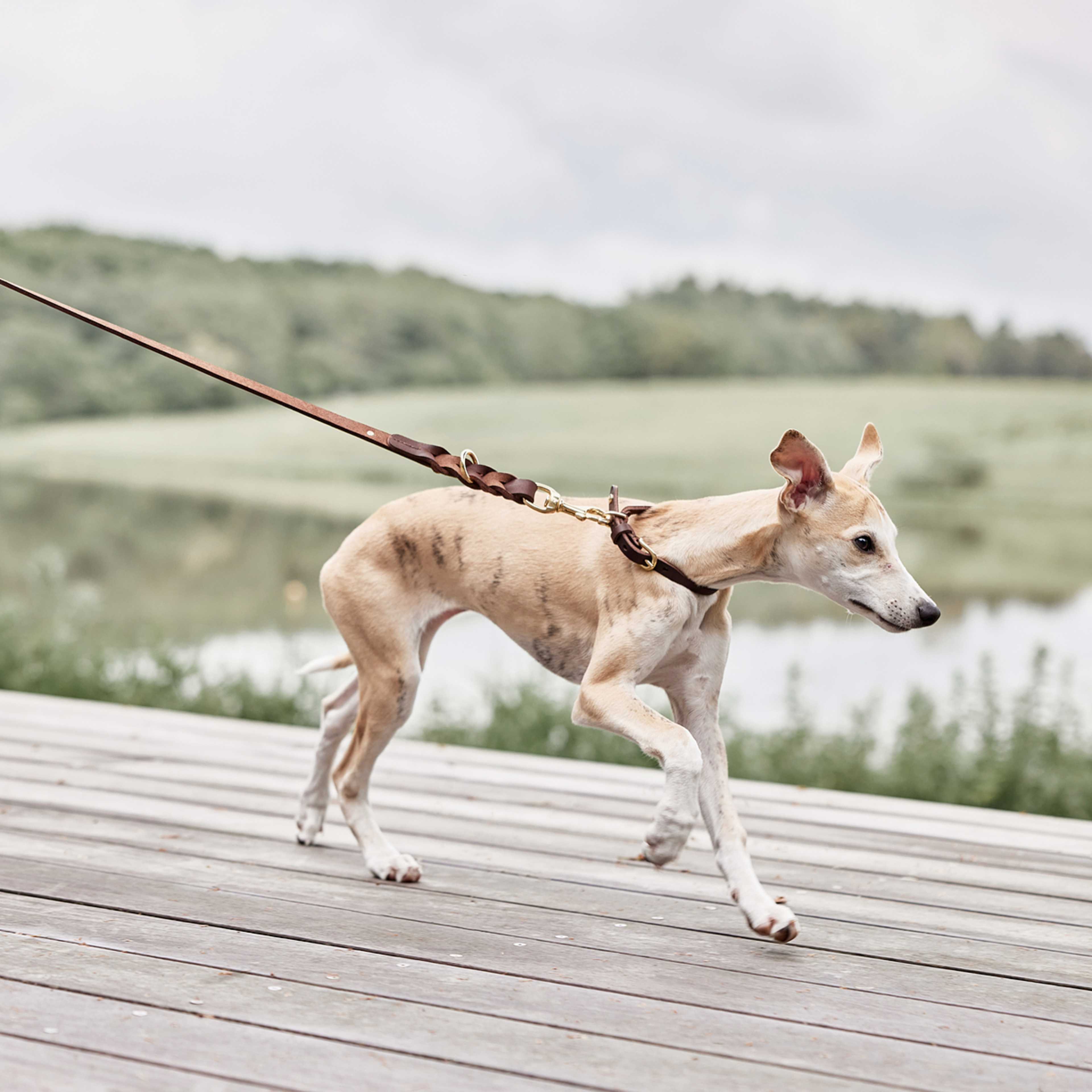 Robin Dog Collar, från OYOY Living, i färgen choko. Klicka för att öppna bilden i stort format