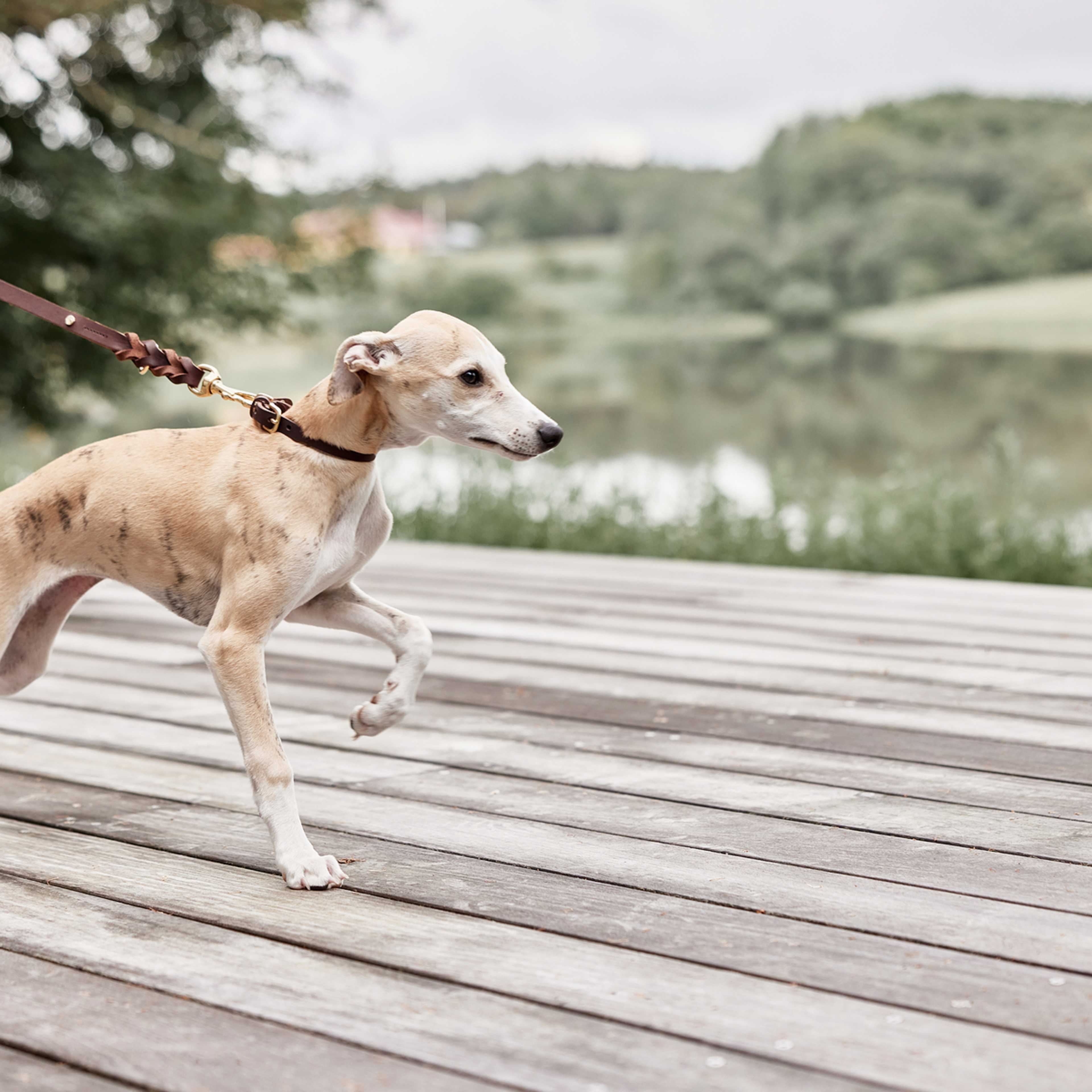 Robin Dog Collar, från OYOY Living, i färgen choko. Klicka för att öppna bilden i stort format
