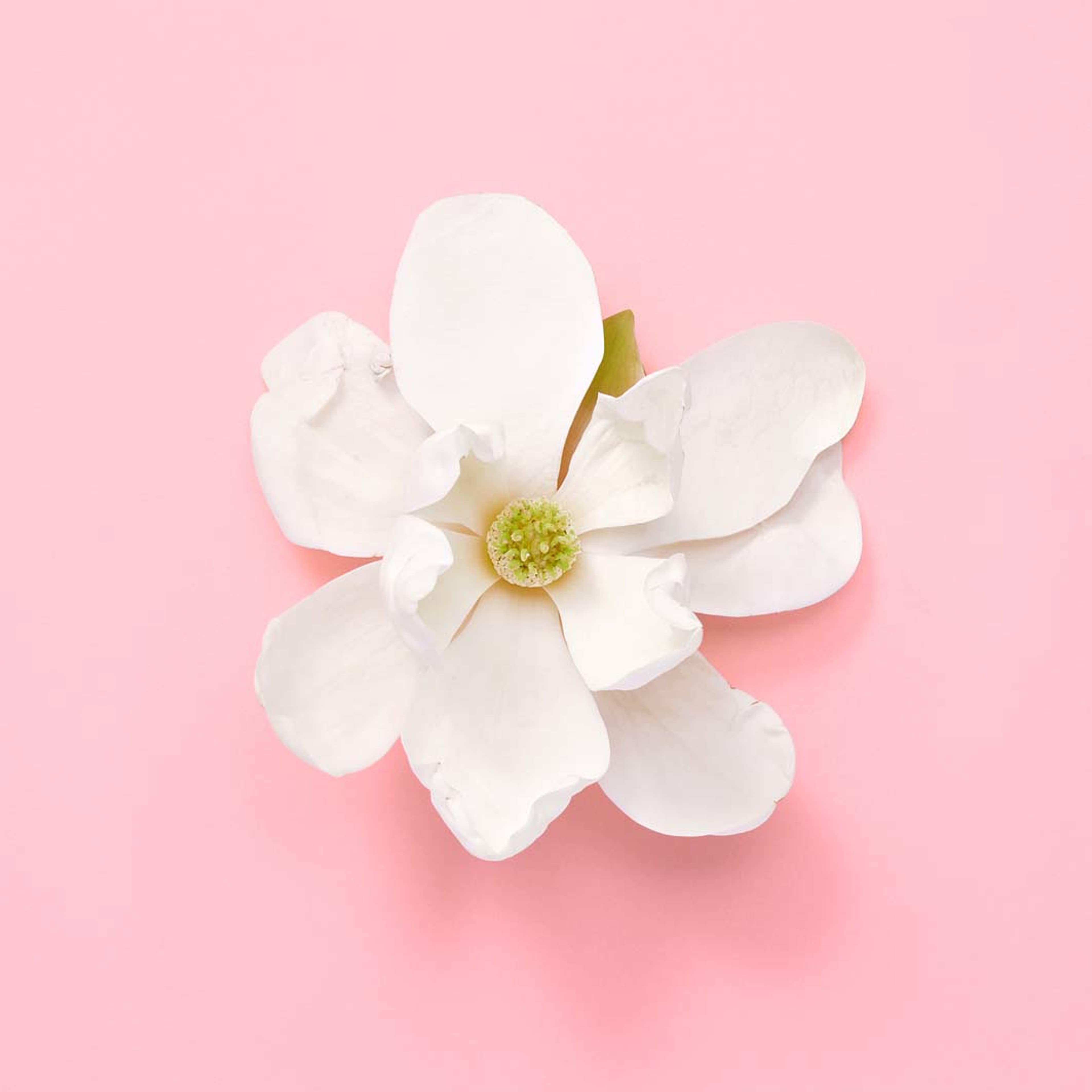 Flora Gorgeous Jasmine Eau de Parfum, från Gucci. Klicka för att öppna bilden i stort format