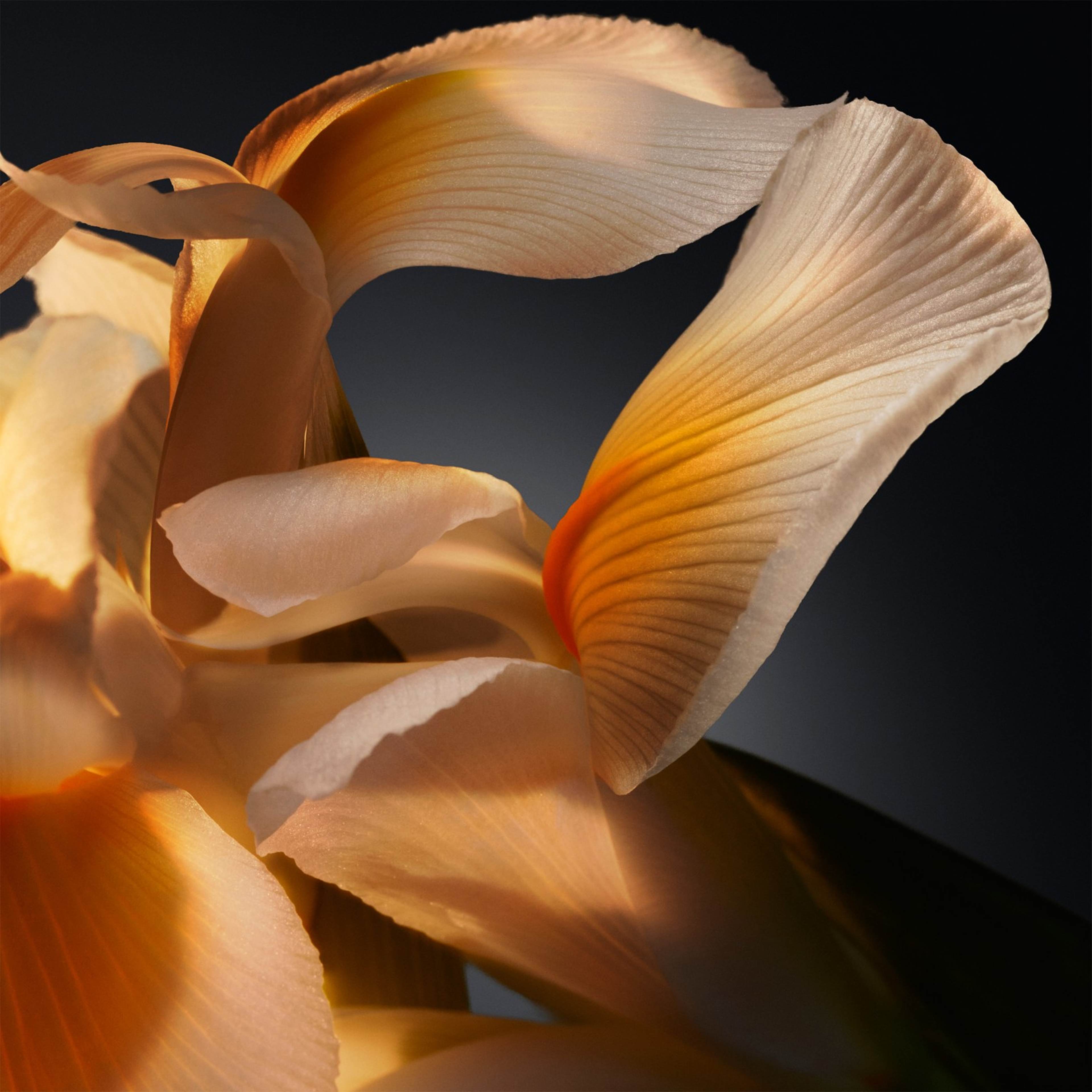 Bottled Parfum, från HUGO BOSS. Klicka för att öppna bilden i stort format