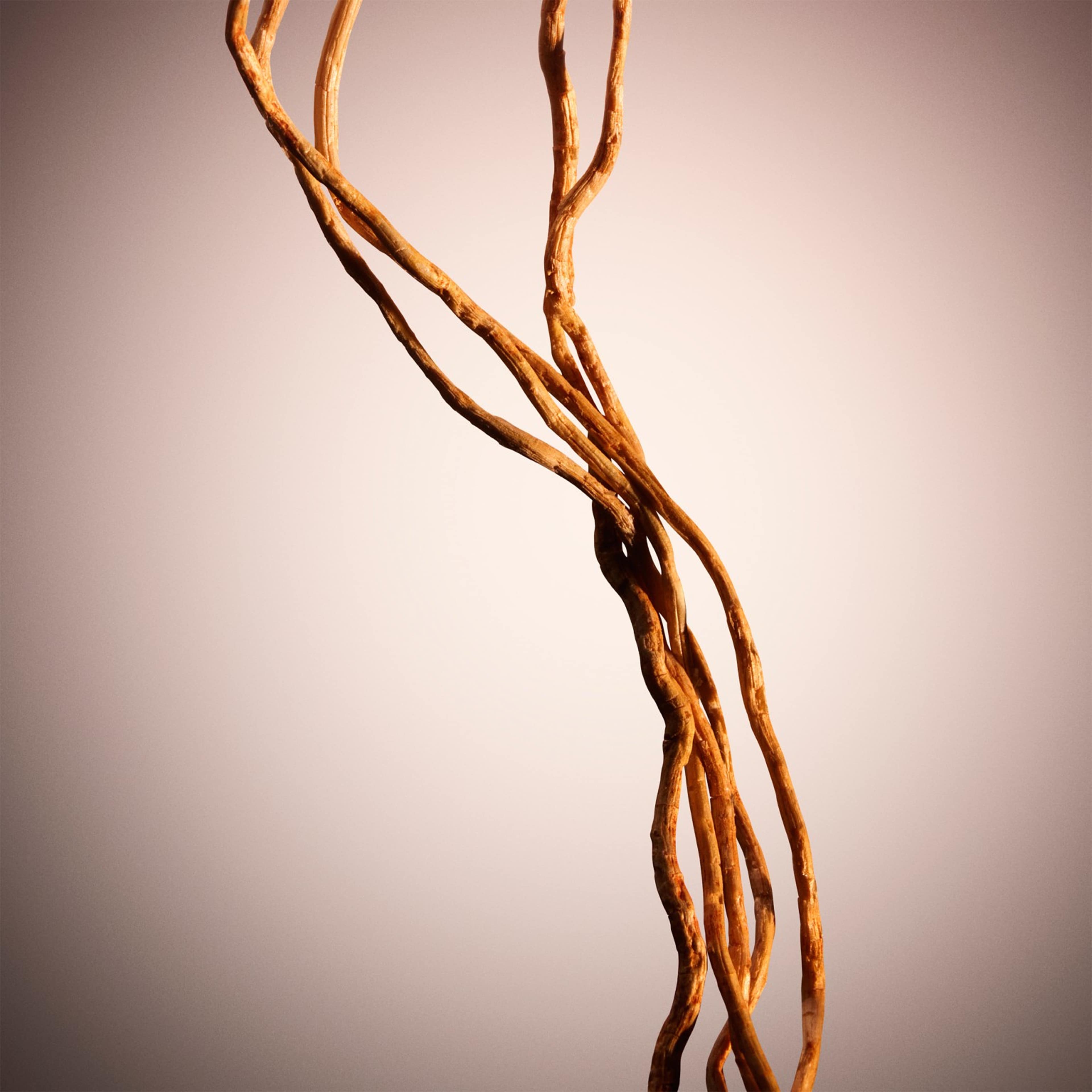 The Scent Le Parfum For Her, från HUGO BOSS. Klicka för att öppna bilden i stort format