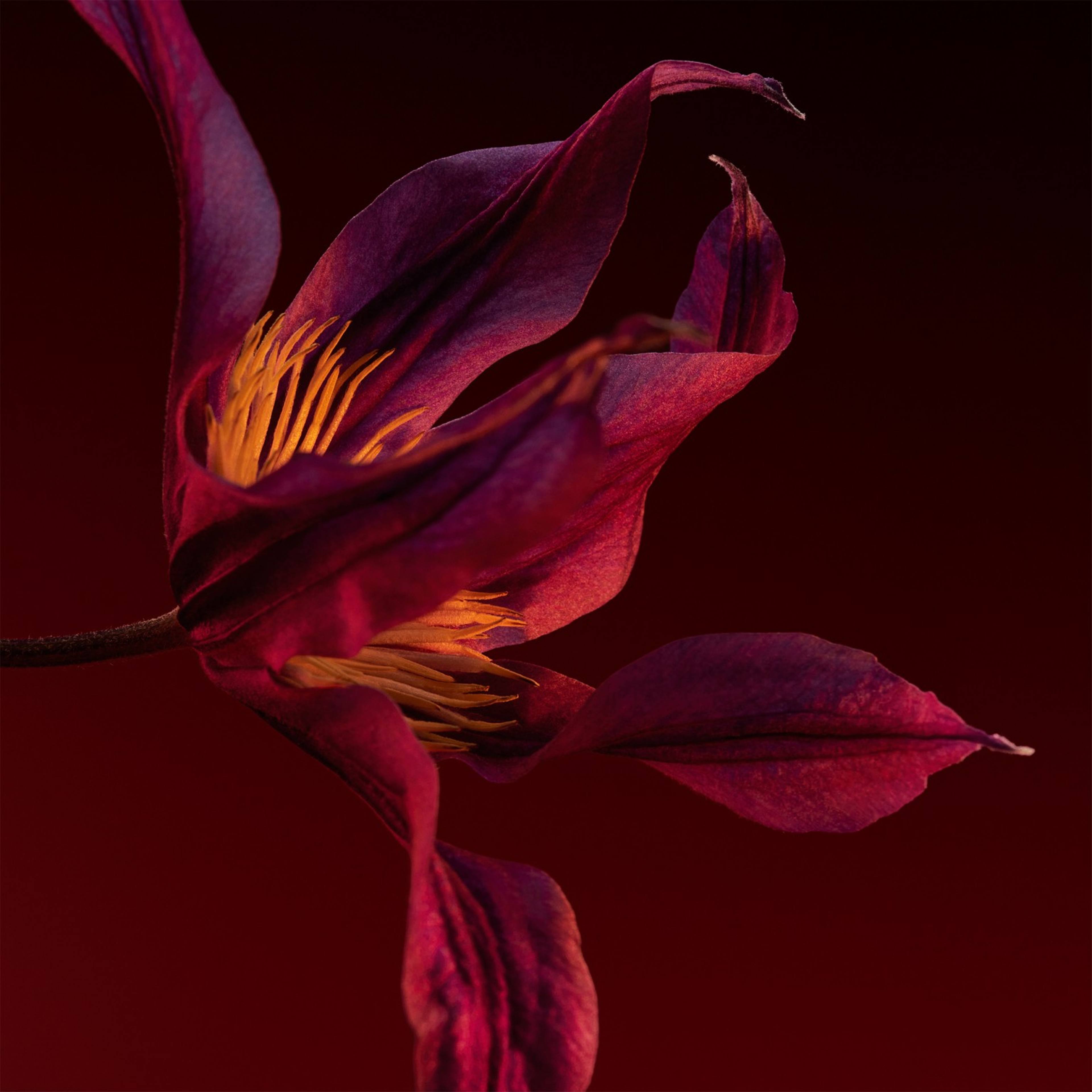 The Scent for Her Elixir Eau de parfum, från HUGO BOSS. Klicka för att öppna bilden i stort format