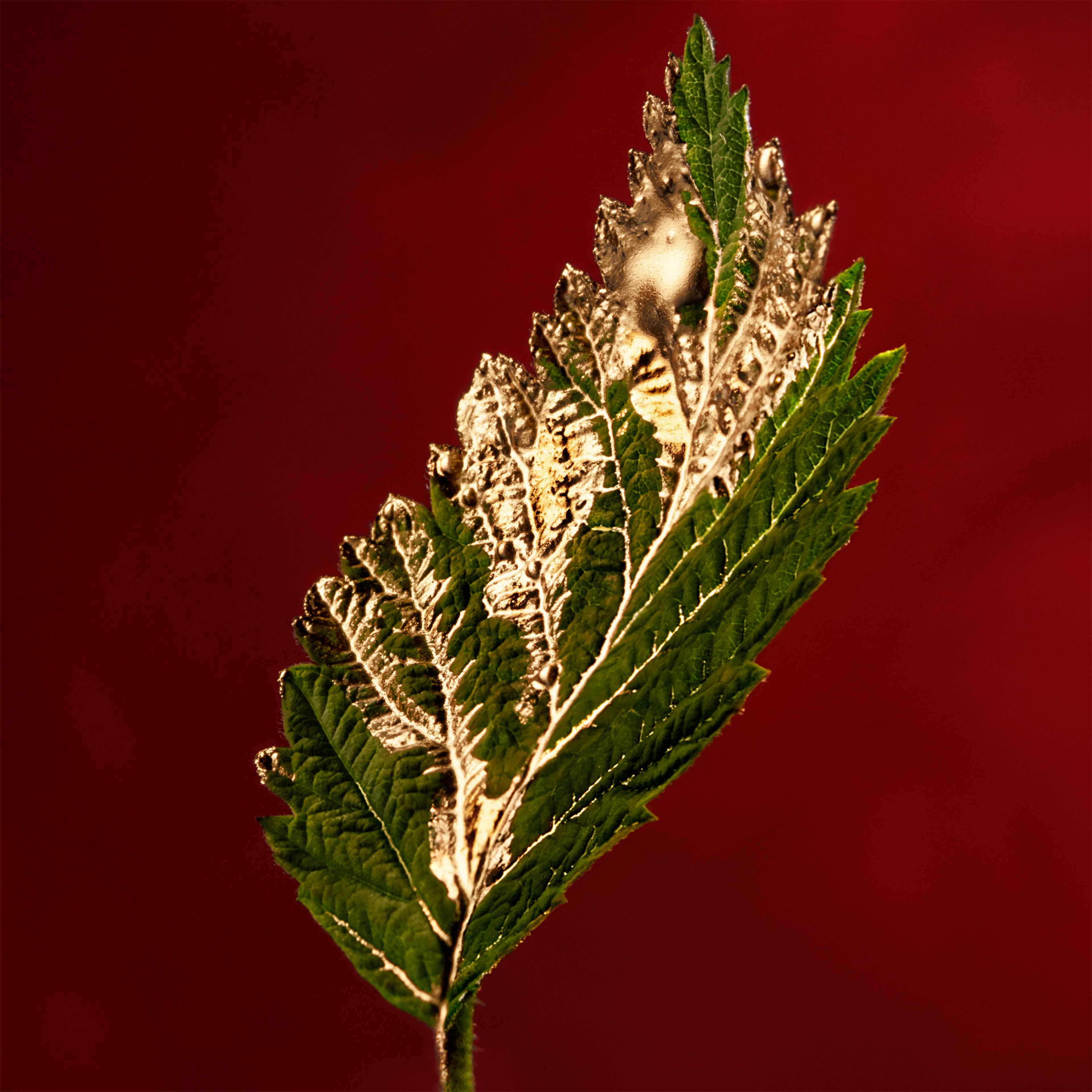 Alive Absolu Eau de parfum, från HUGO BOSS. Klicka för att öppna bilden i stort format