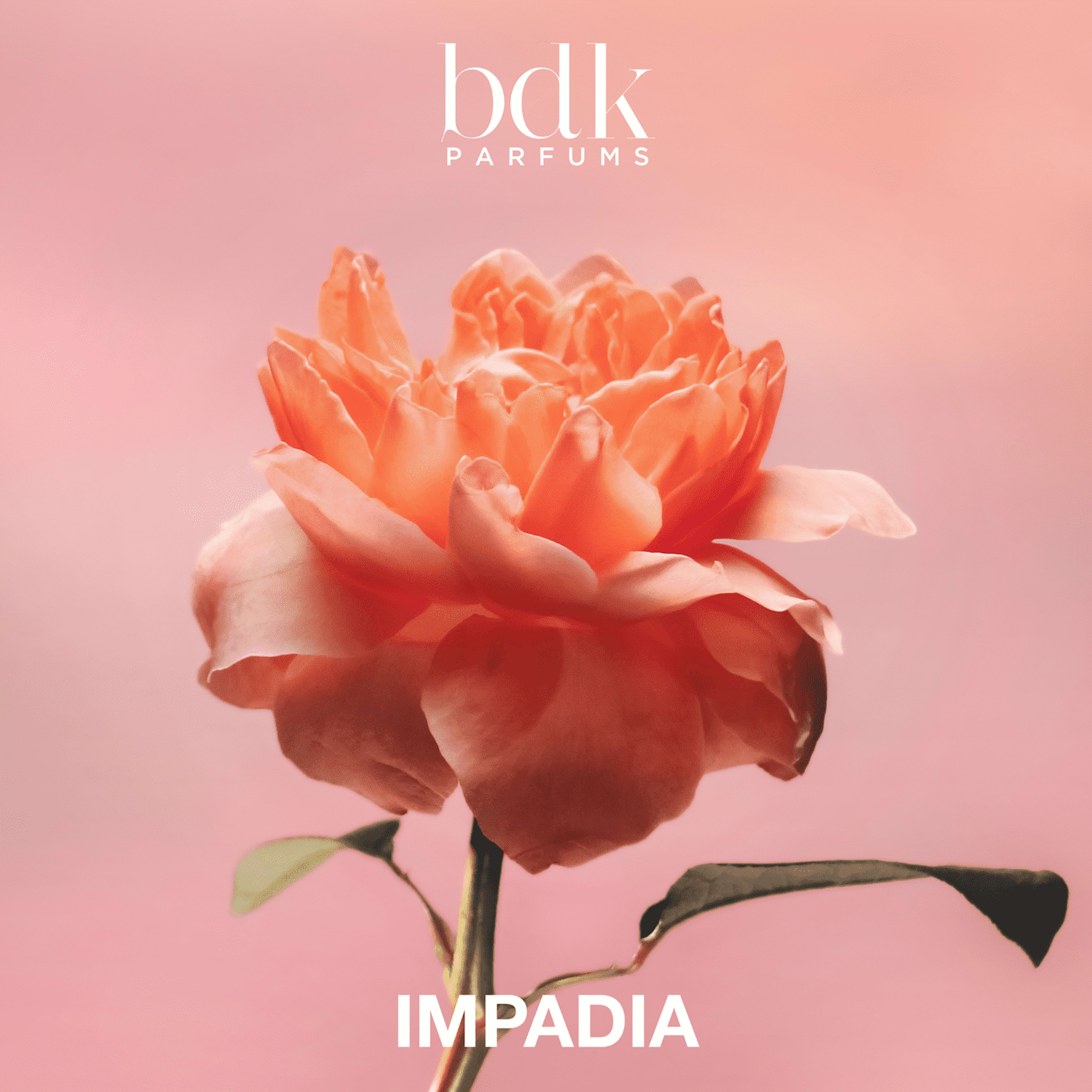 Impadia - EdP, från BDK. Klicka för att öppna bilden i stort format