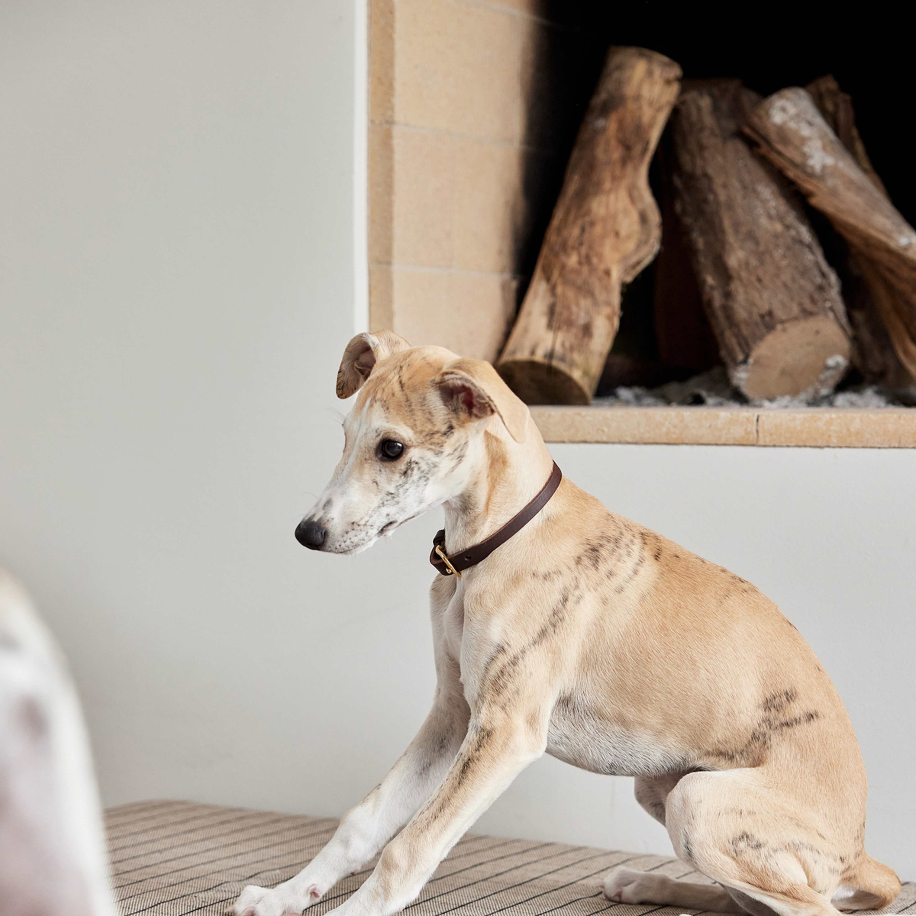 Robin Dog Collar, från OYOY Living, i färgen choko. Klicka för att öppna bilden i stort format