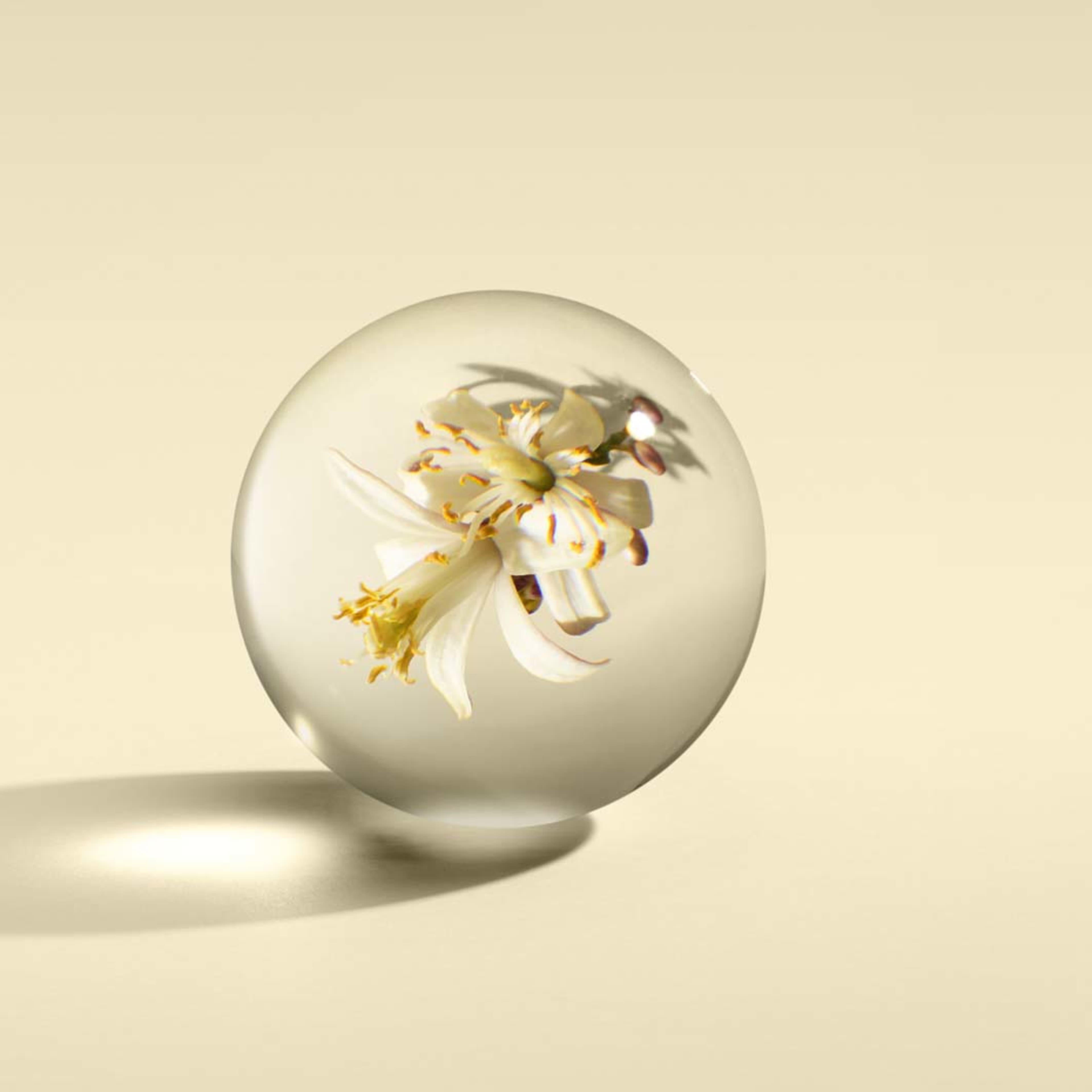 Orange & Bergamot Signature Scented Candle Single Wick, från Molton Brown. Klicka för att öppna bilden i stort format