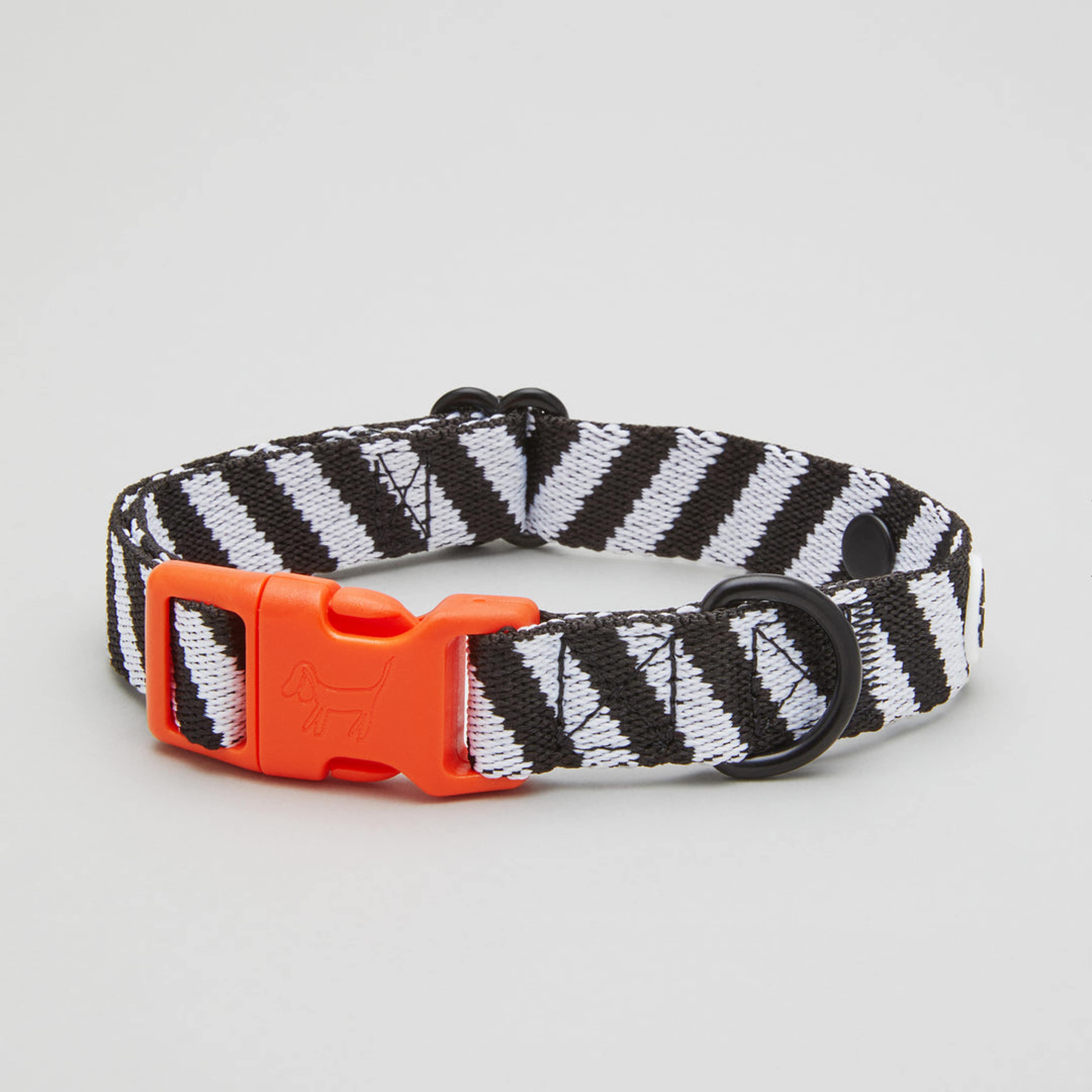 Zebra Dog Collar Walk Kit - L