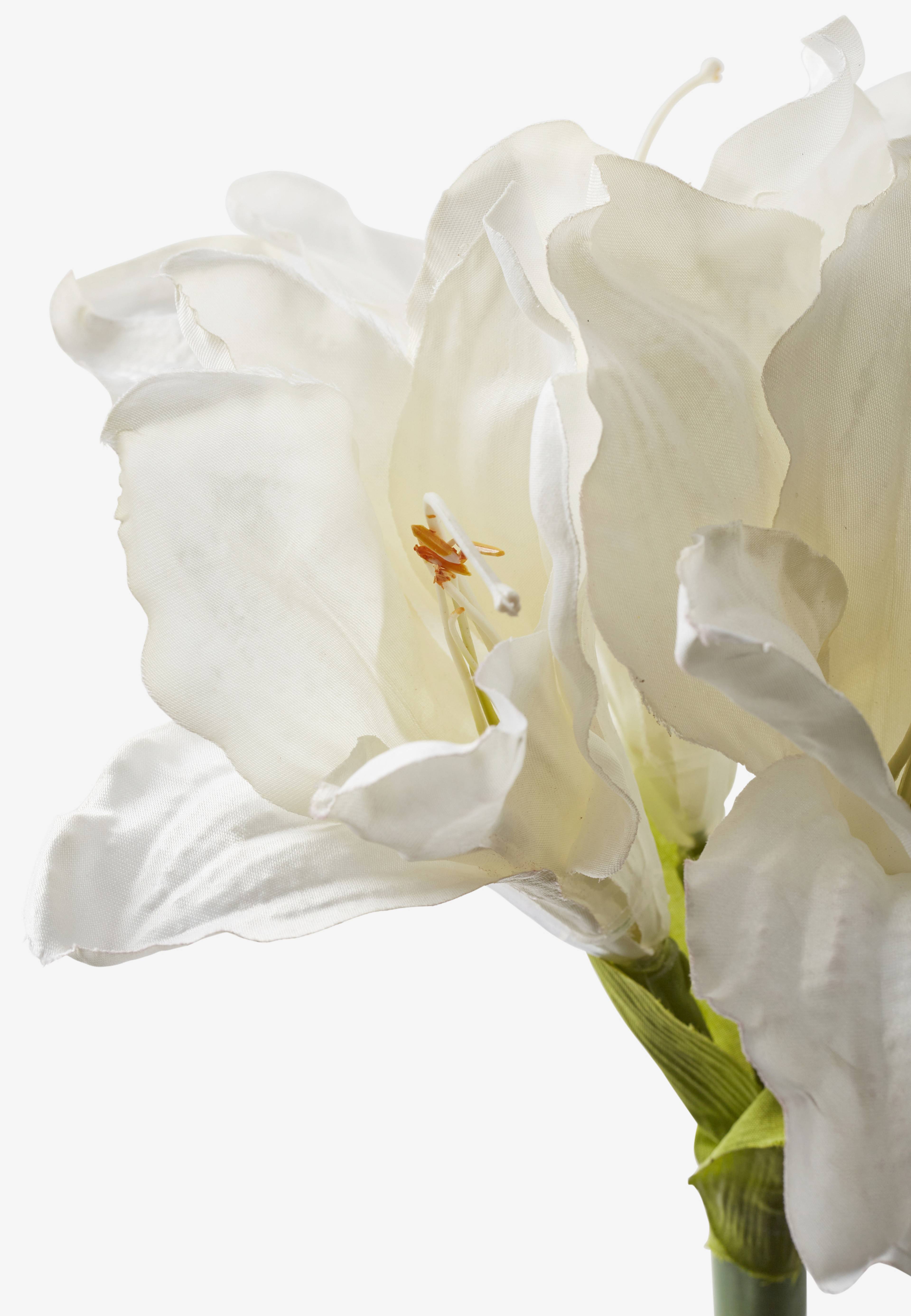 Konstväxt amaryllis