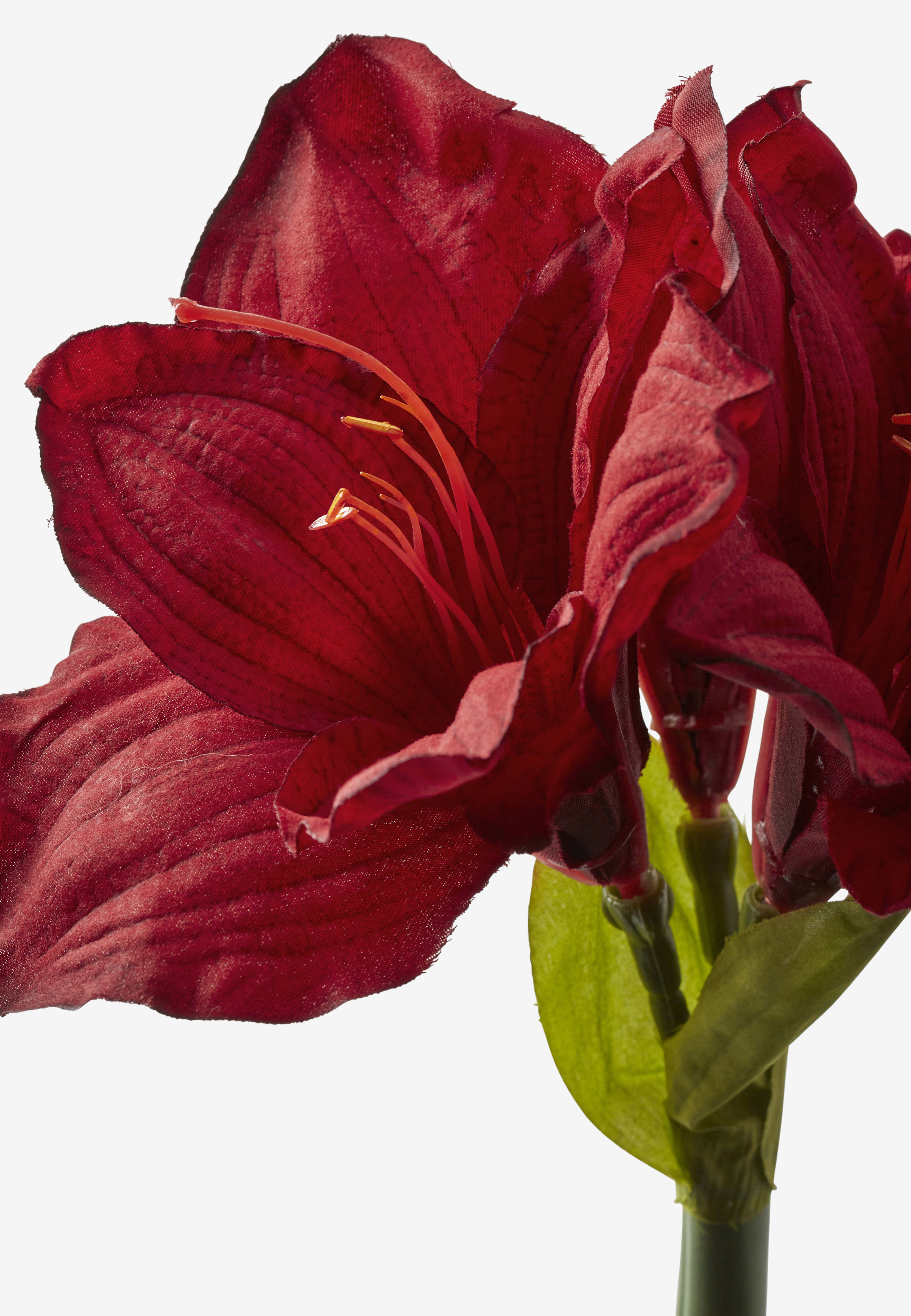 Konstväxt amaryllis