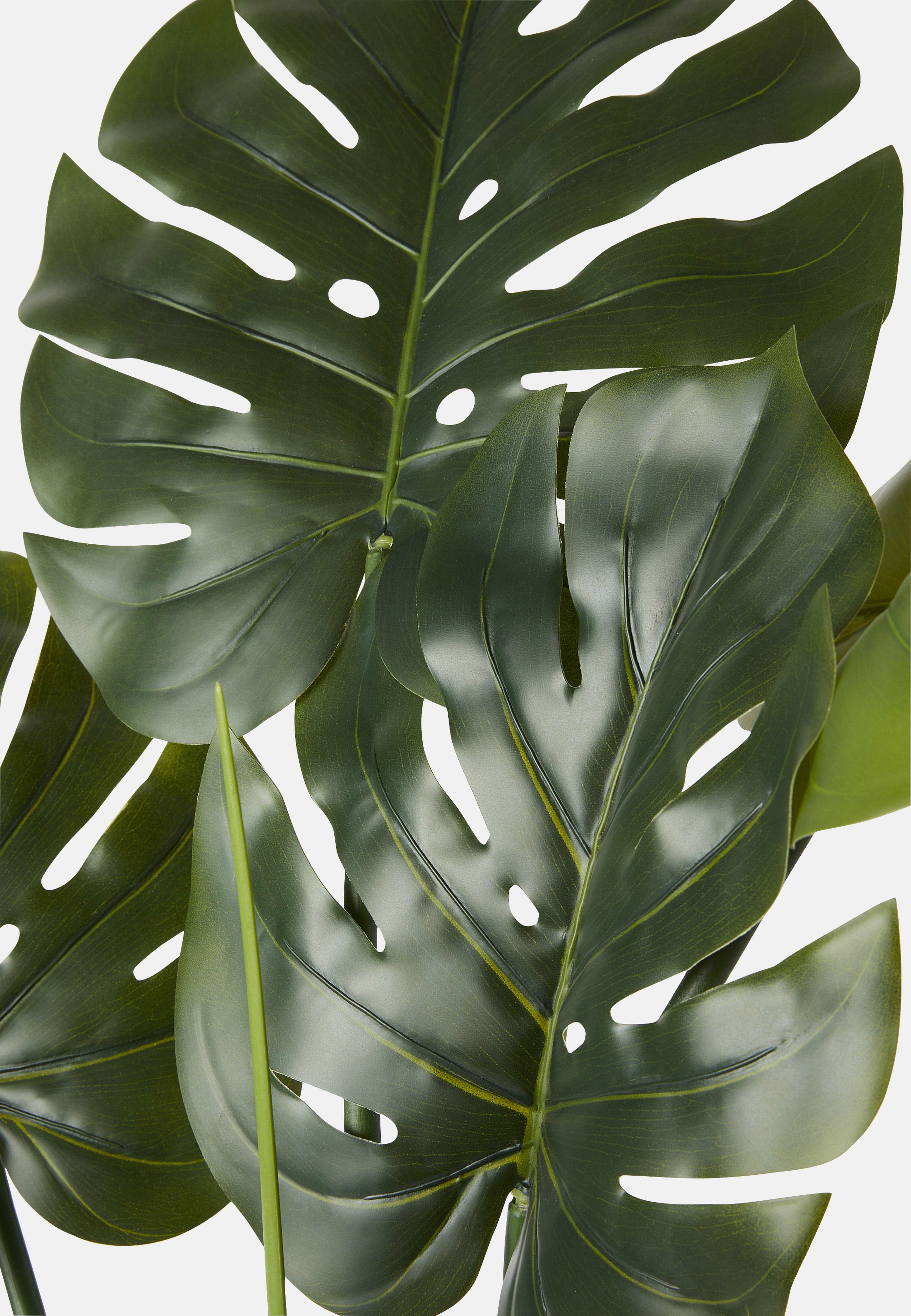 Konstväxt monstera i kruka