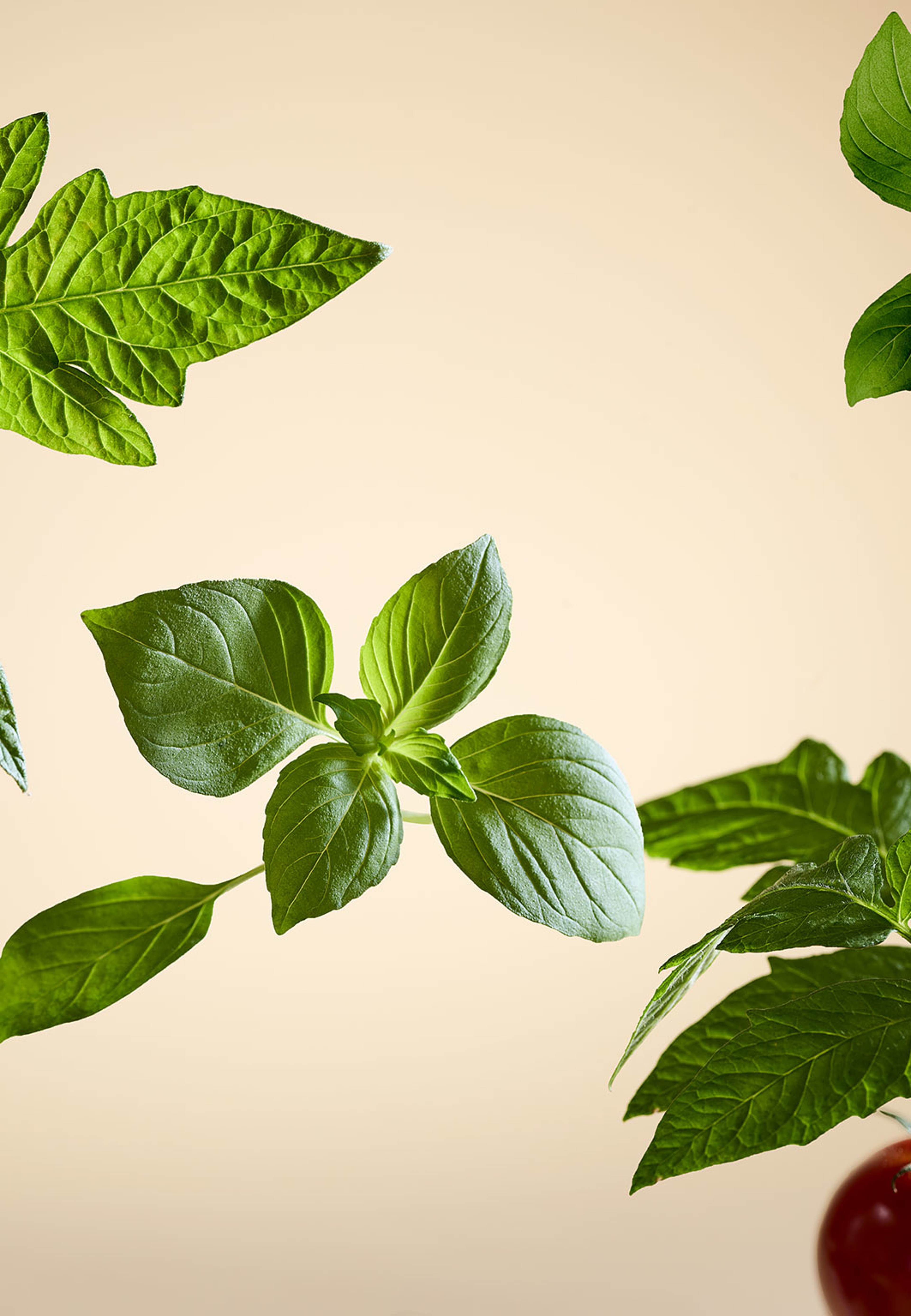 White Basil Car Air Freshener