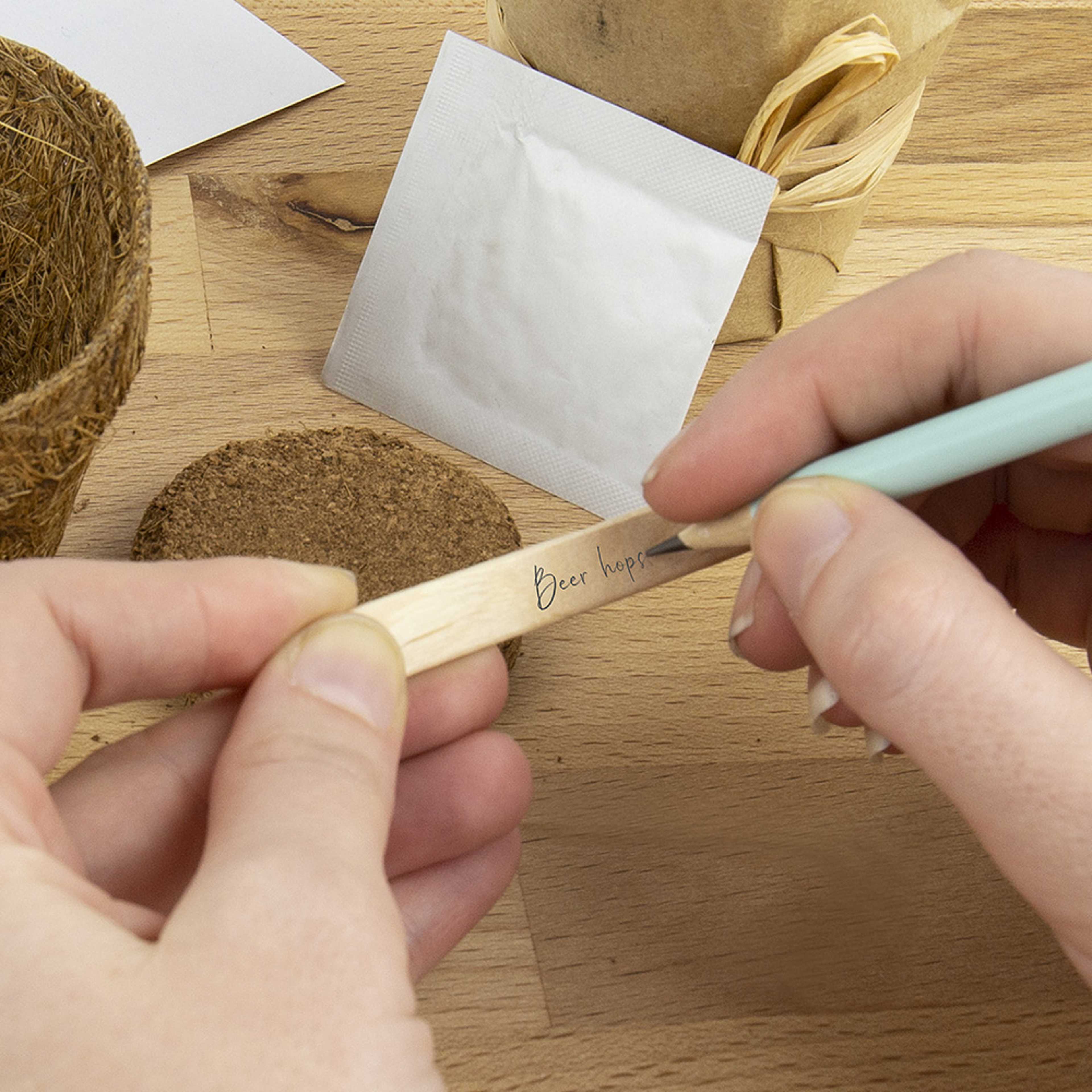 Odlingskit Ölhumle, från Gift Republic. Klicka för att öppna bilden i stort format