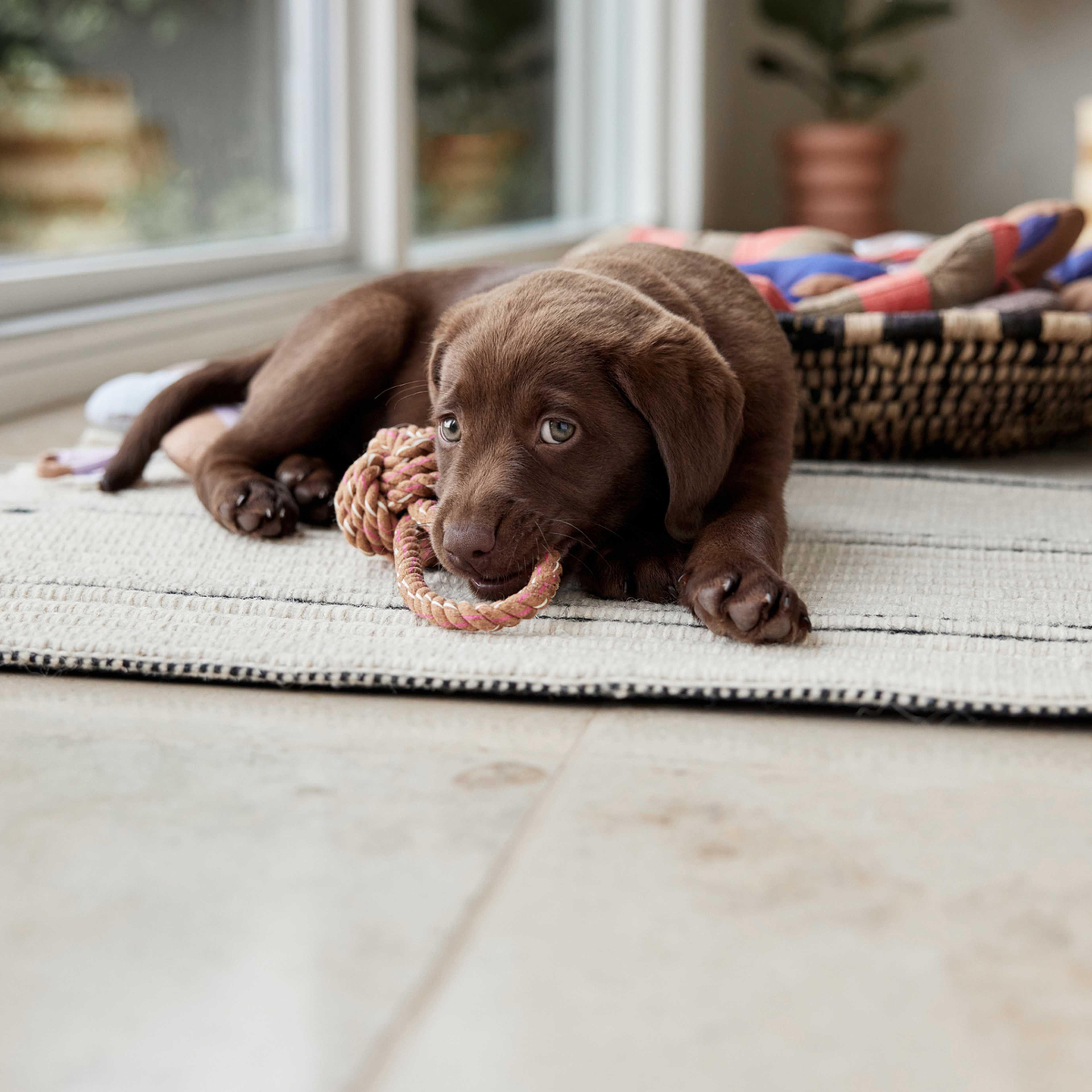 Otto Rope Dog Toy, från OYOY Living, i färgen caramel. Klicka för att öppna bilden i stort format