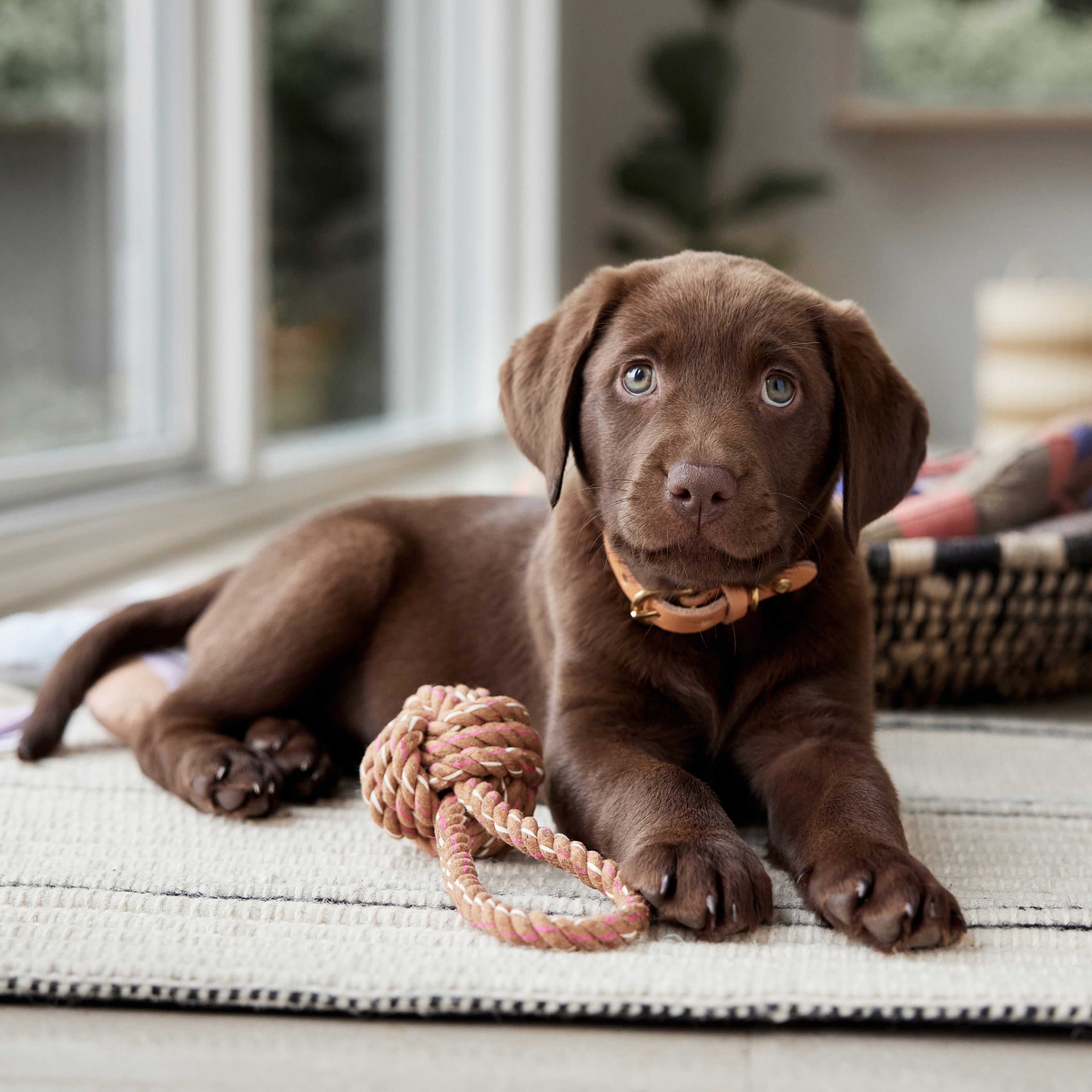 Otto Rope Dog Toy, från OYOY Living, i färgen caramel. Klicka för att öppna bilden i stort format