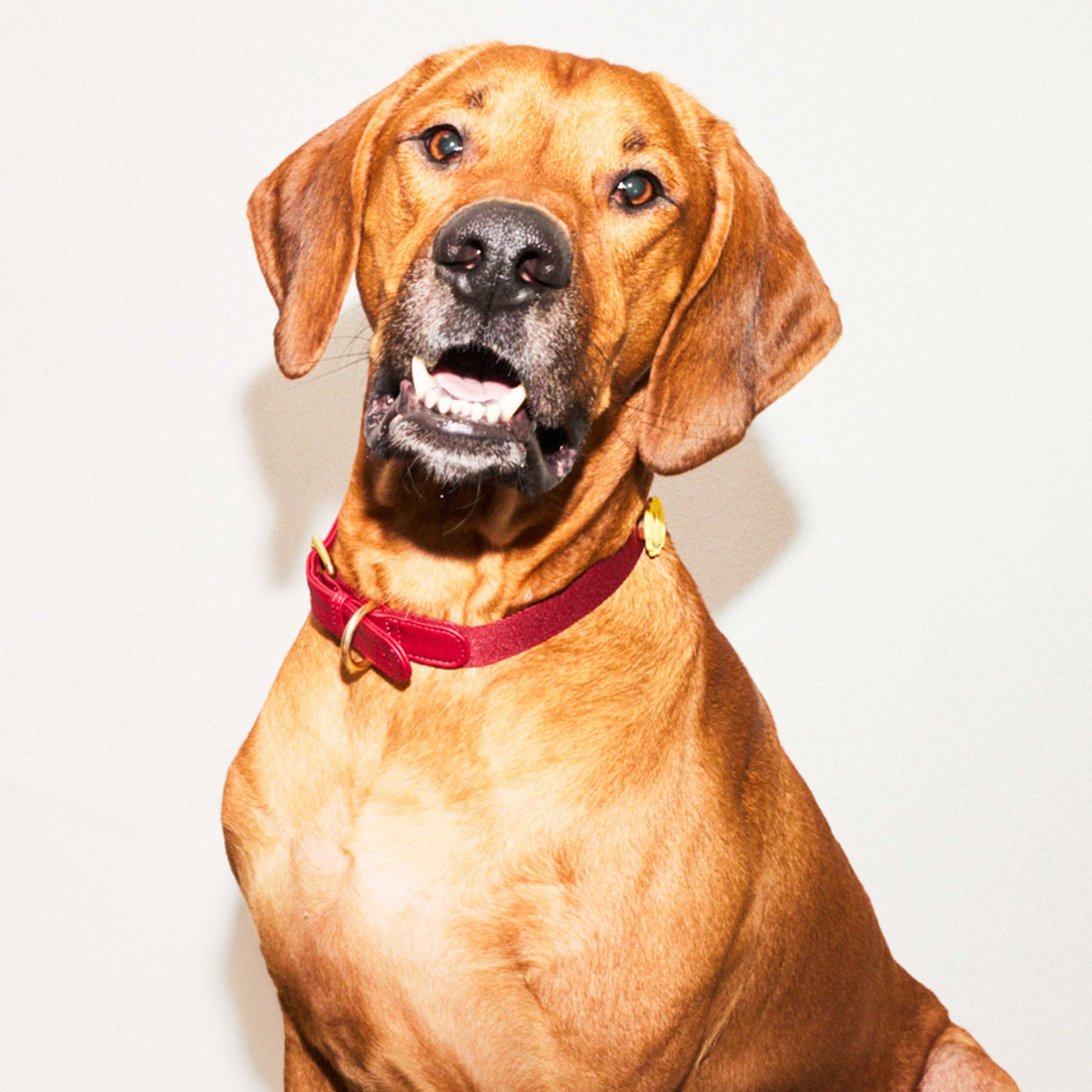 Veganskt Läder Hundhalsband